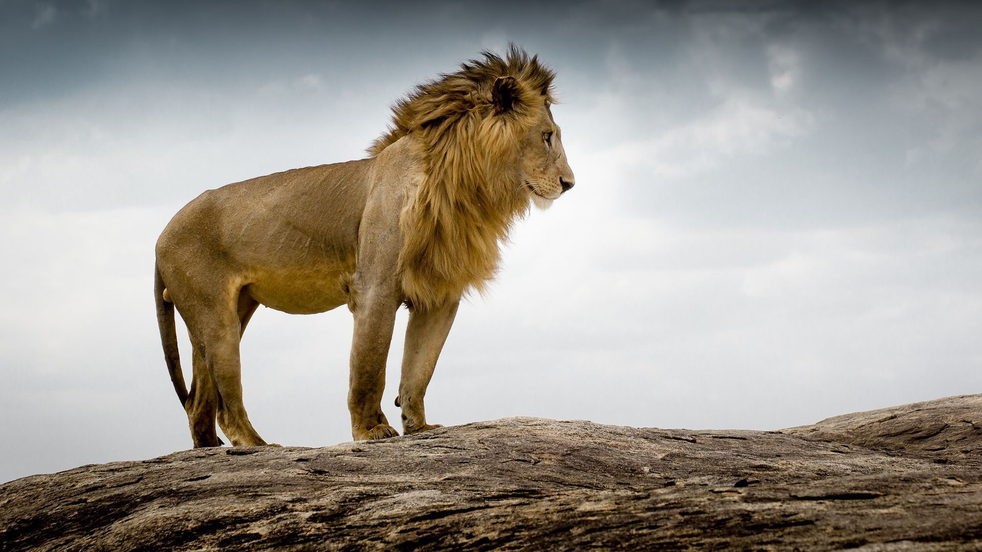1920x1080 Lion Is Standing On Rock With Cloudy Sky Background HD Lion Wallpaper