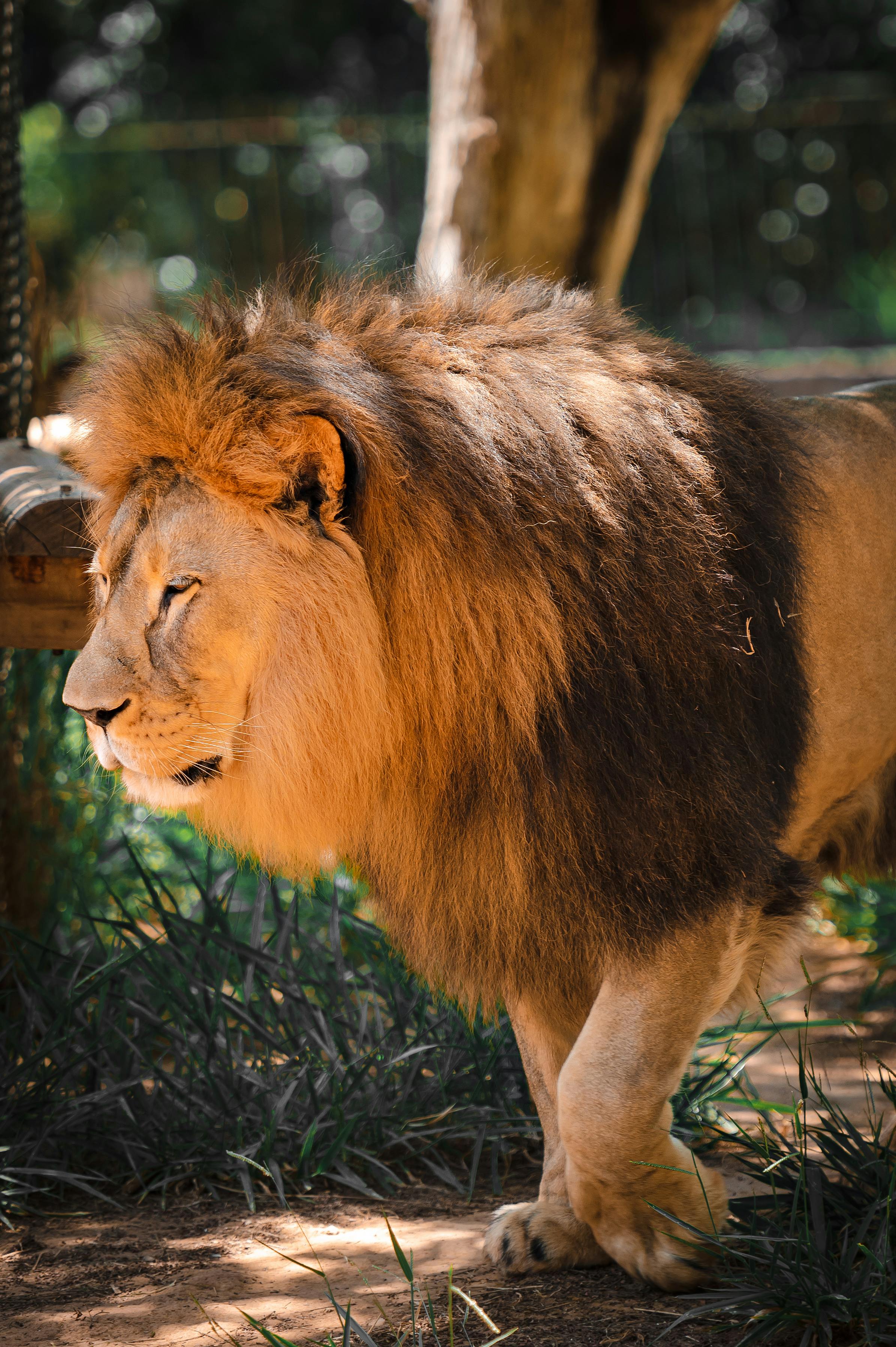 2391x3593 Lion Standing under Wall of Zoo Enclosure · Free