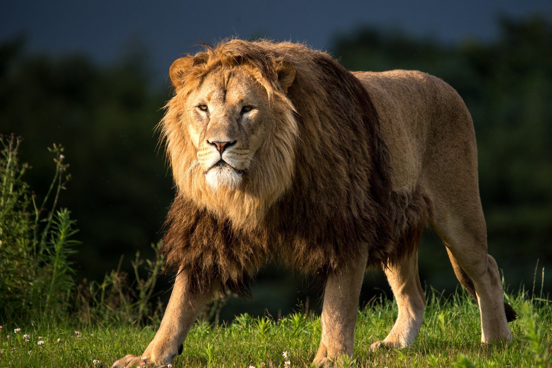 1920x1280 Majestic Lion HD Wallpaper