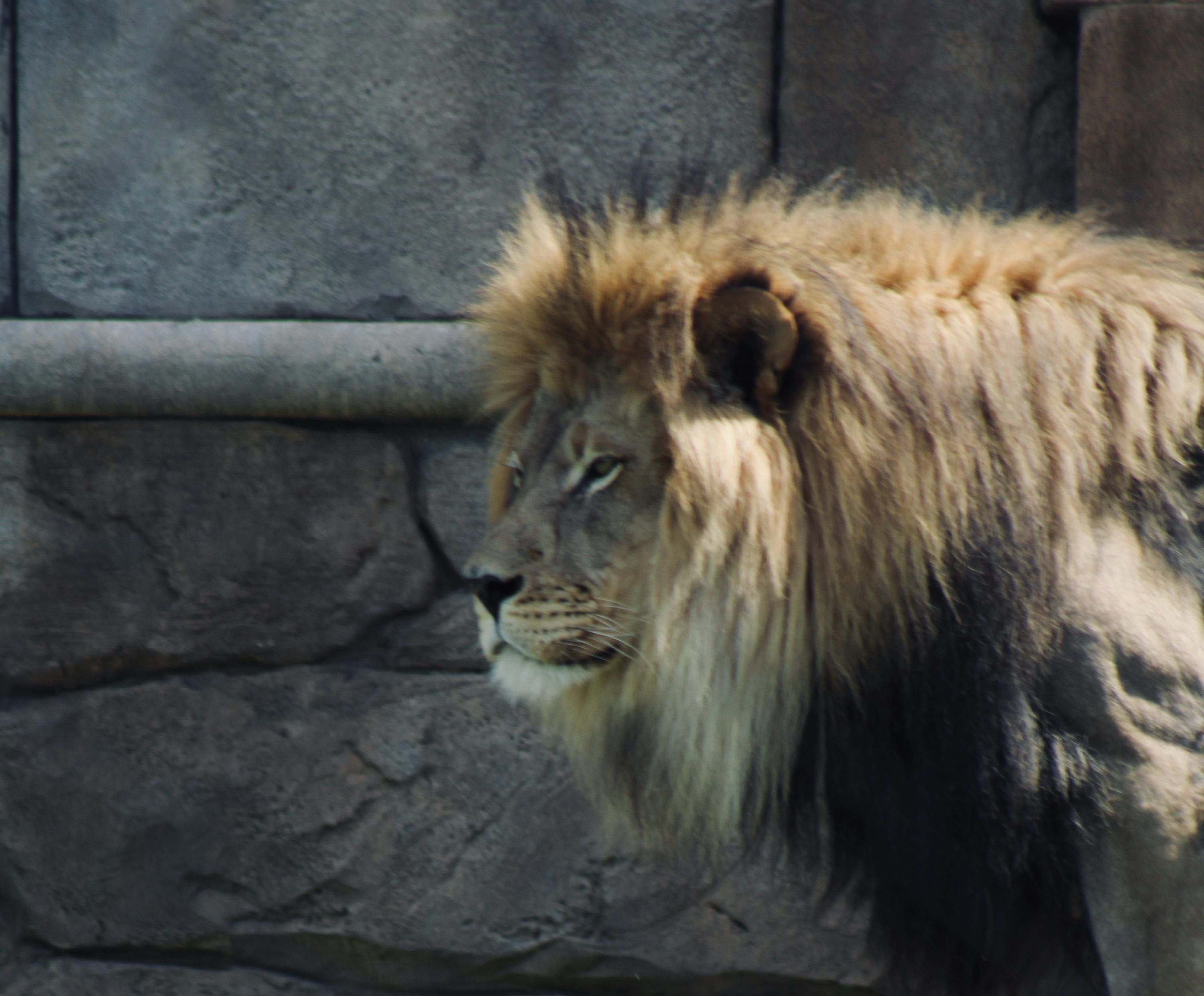 3000x2481 A lion standing in front of a stone wall photo