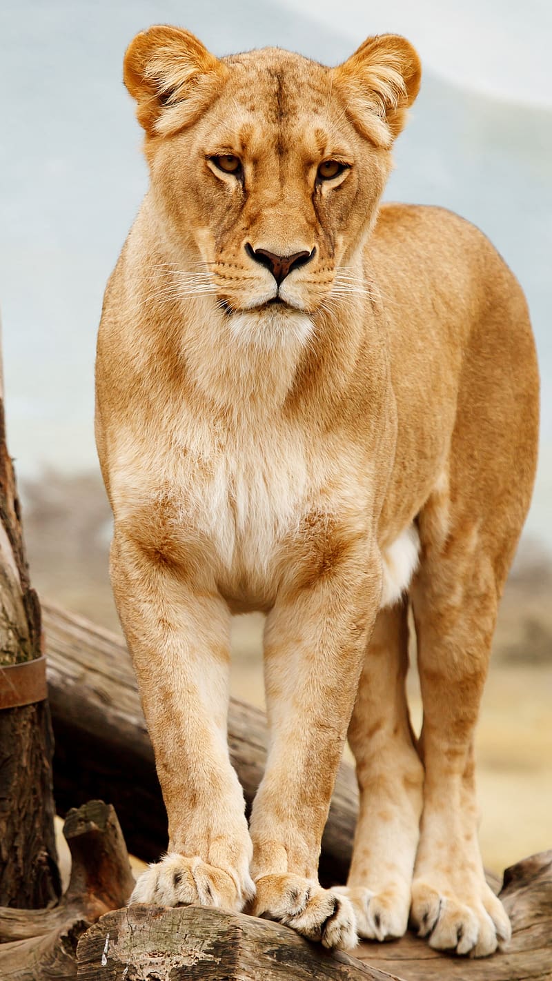 800x1422 Tiger Lioness Standing On Wood, tiger lion, standing, wood, wild, animal, lioness, HD phone wallpaper