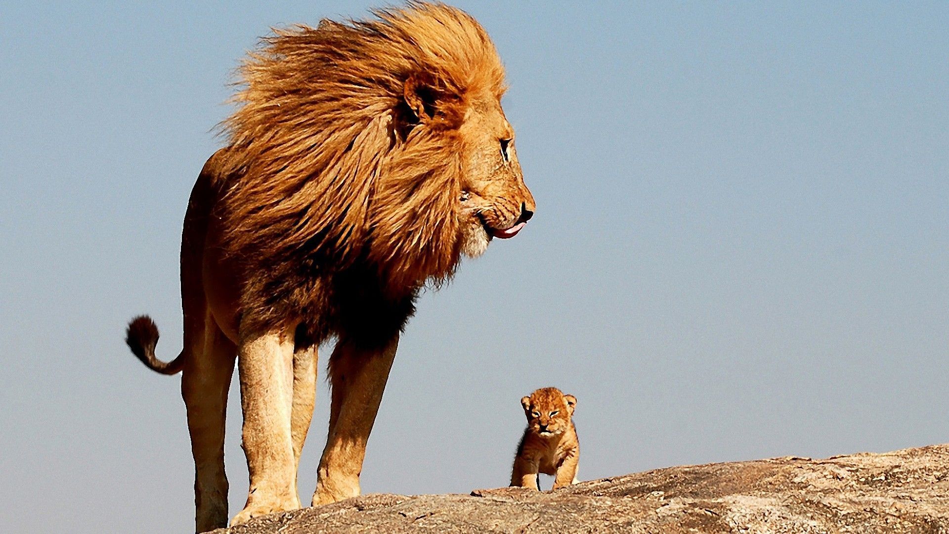 1920x1080 Lion And Cub Standing On Rock With Background Of Blue Sky HD Lion Wallpaper