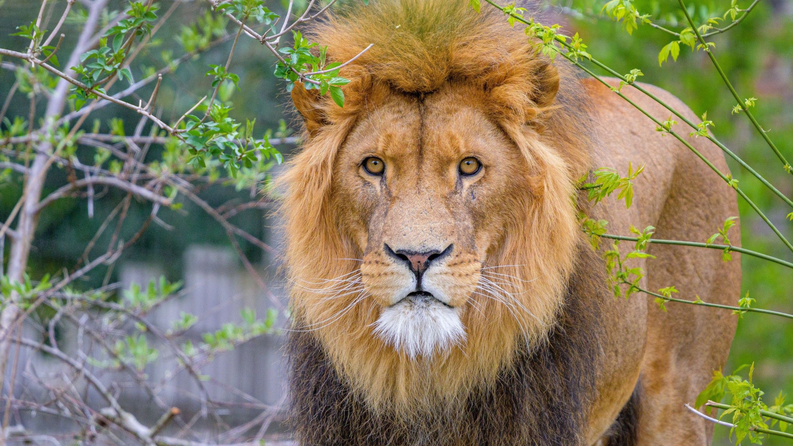 2560x1440 Lion With Stare Look Is Standing In Green Leaves Tree Branches Background 4K HD Lion Wallpaper