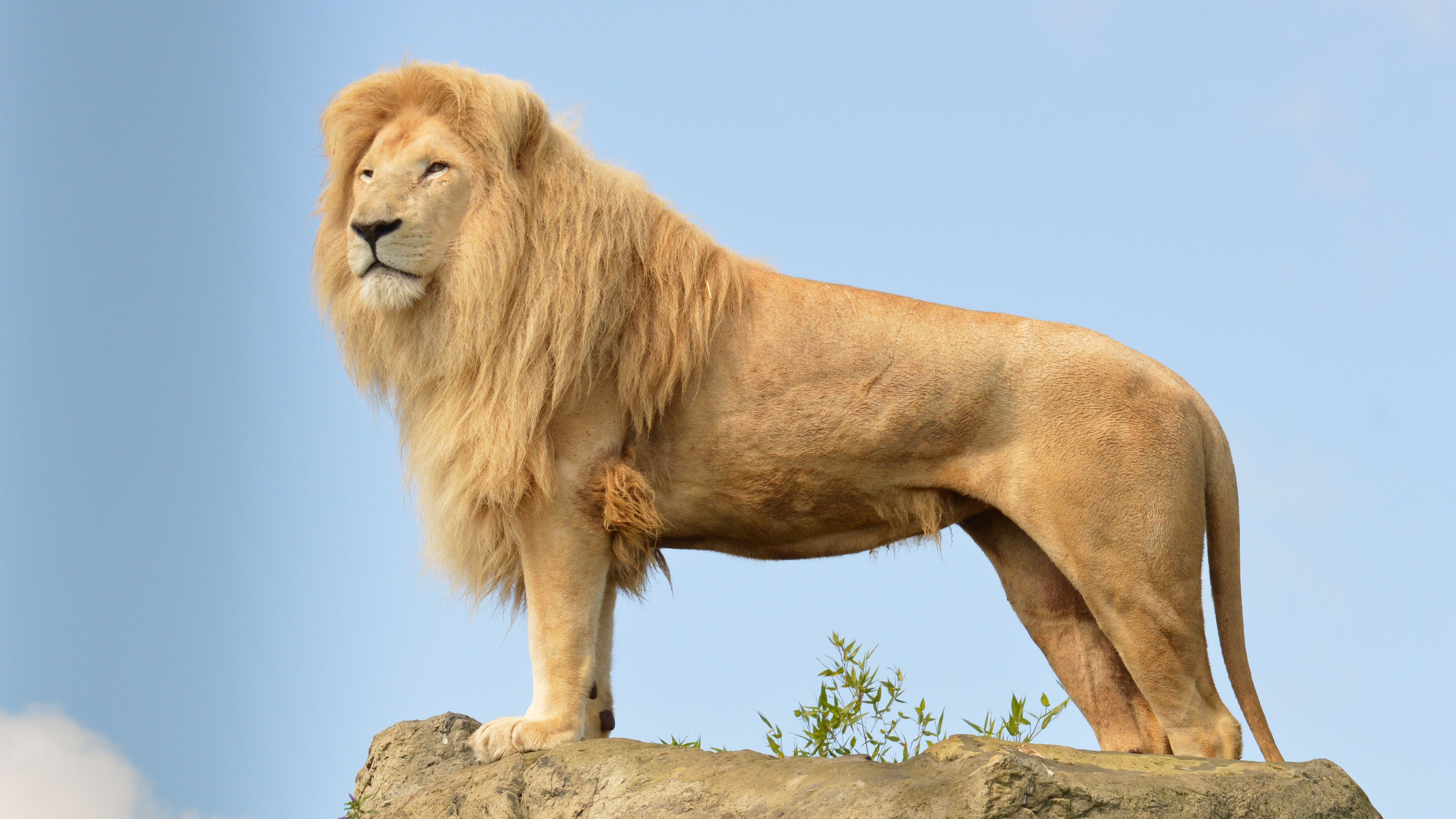 3840x2160 Wallpaper Lion standing on stone 3840x2160 UHD 4K Picture, Image