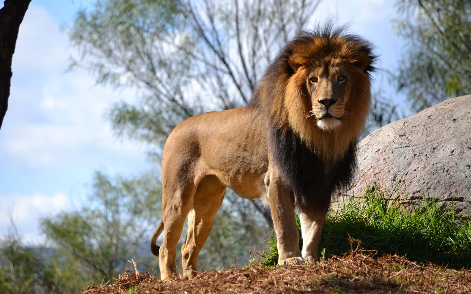 1920x1200 Download A Lion Standing On Top Of A Rock
