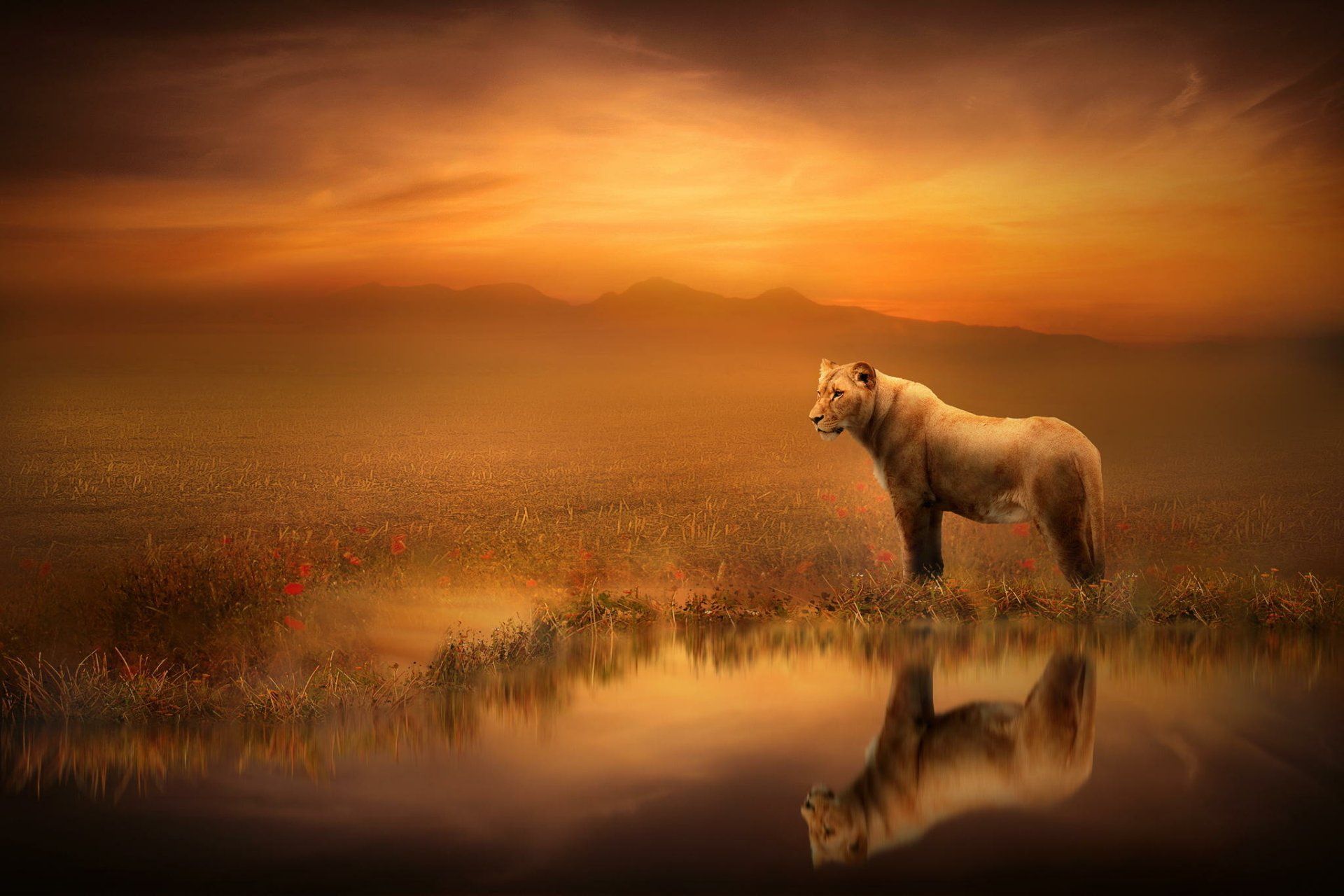 1920x1280 Majestic Lion at Sunset. Stunning HD Animal Wallpaper