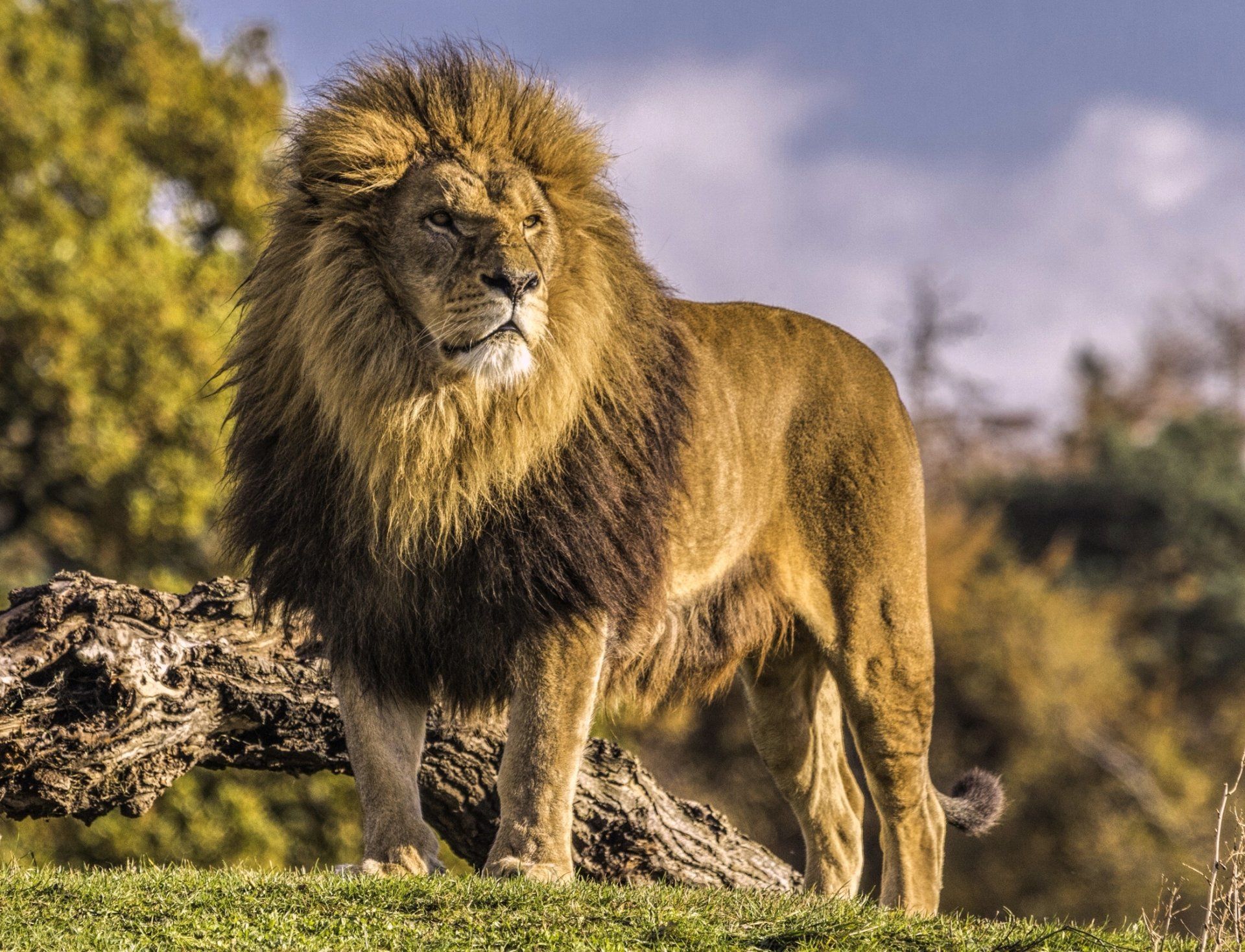 1920x1468 Majestic Lion HD: King of the Wild Animal Wallpaper