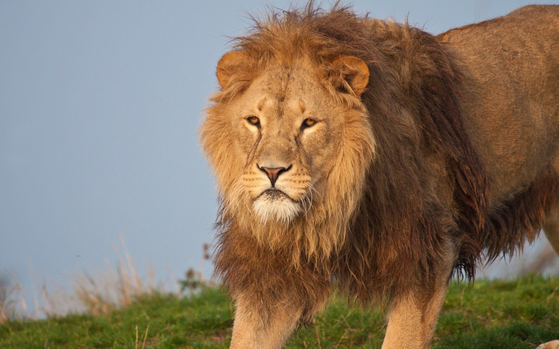 1920x1200 Majestic Lion HD Wallpaper: King of the Wild