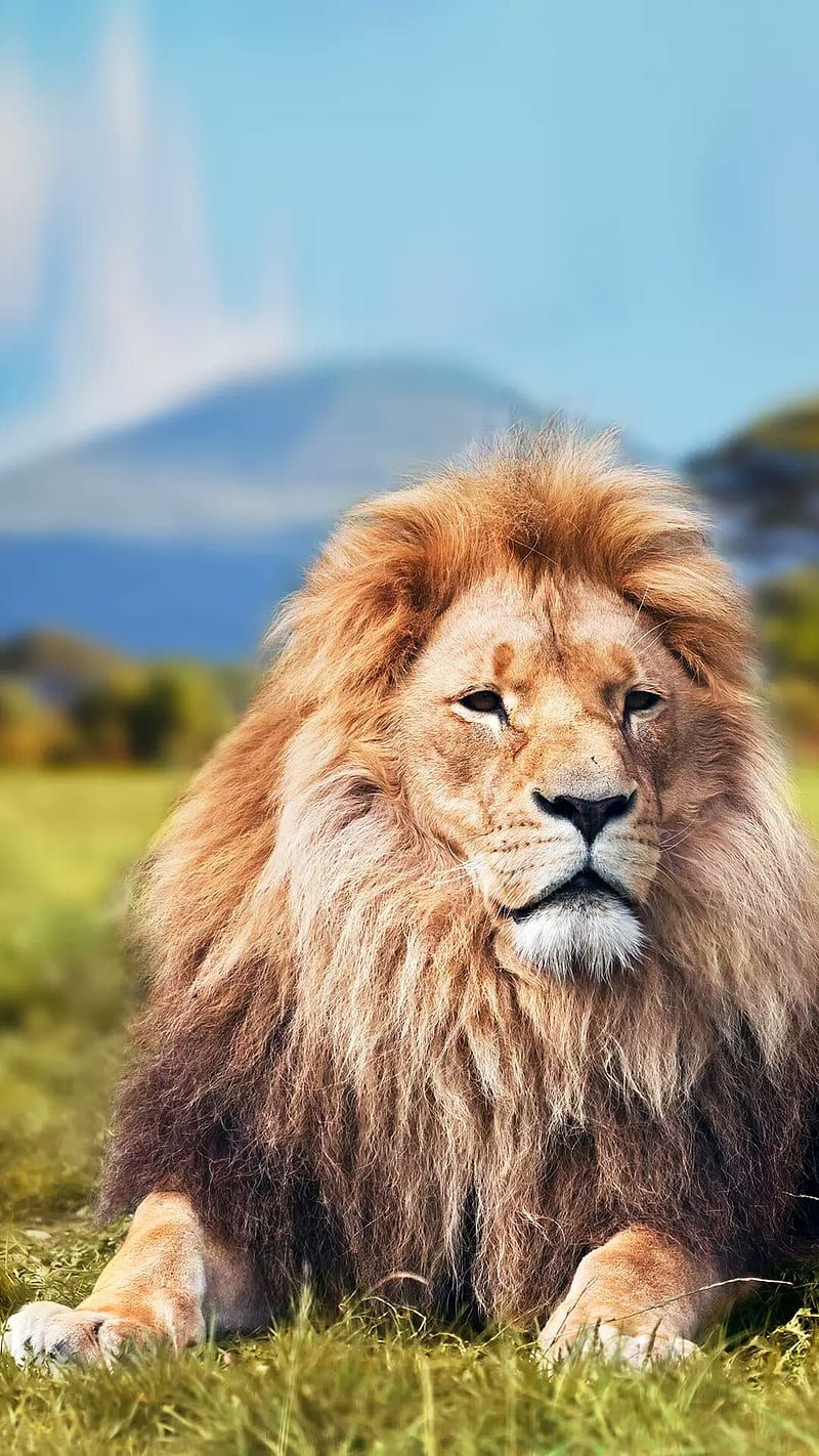 800x1422 Lion, please save, save lions, HD phone wallpaper