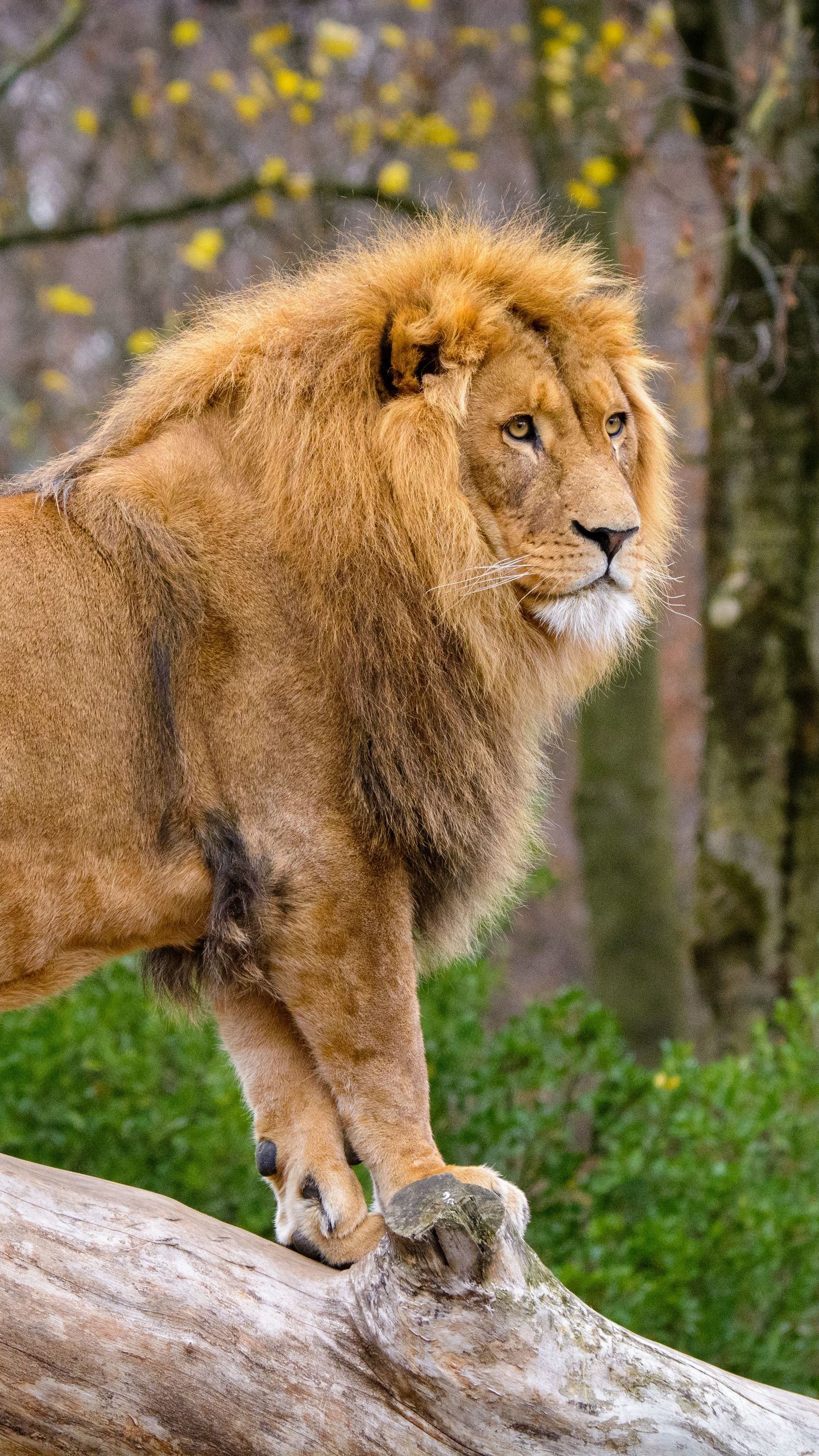 1440x2560 Download wallpaper 1440x2560 lion, predator, animal, big cat, tree qhd samsung galaxy s s edge, note, lg g4 HD background