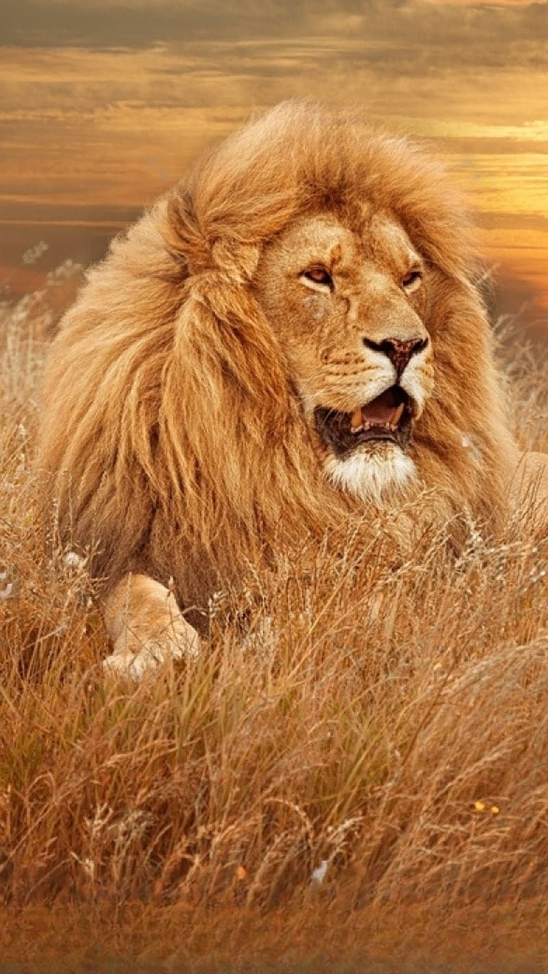 800x1421 Lion, Lion Sitting On Brown Grass, king of the jungle, sunset background, HD phone wallpaper