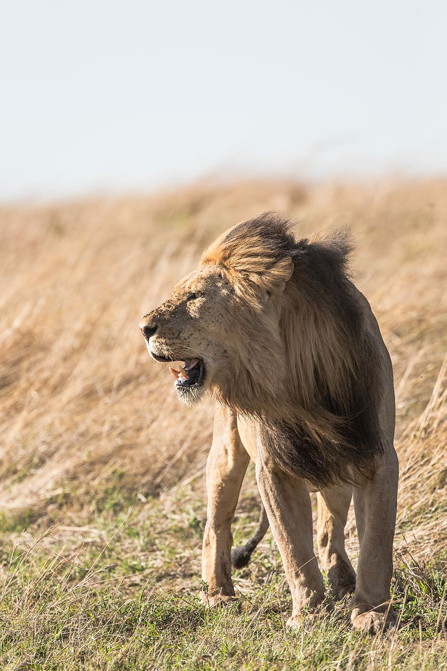 910x1365 HD wallpaper: shallow focus photography of lion at the wildlife, brown lion standing on open field