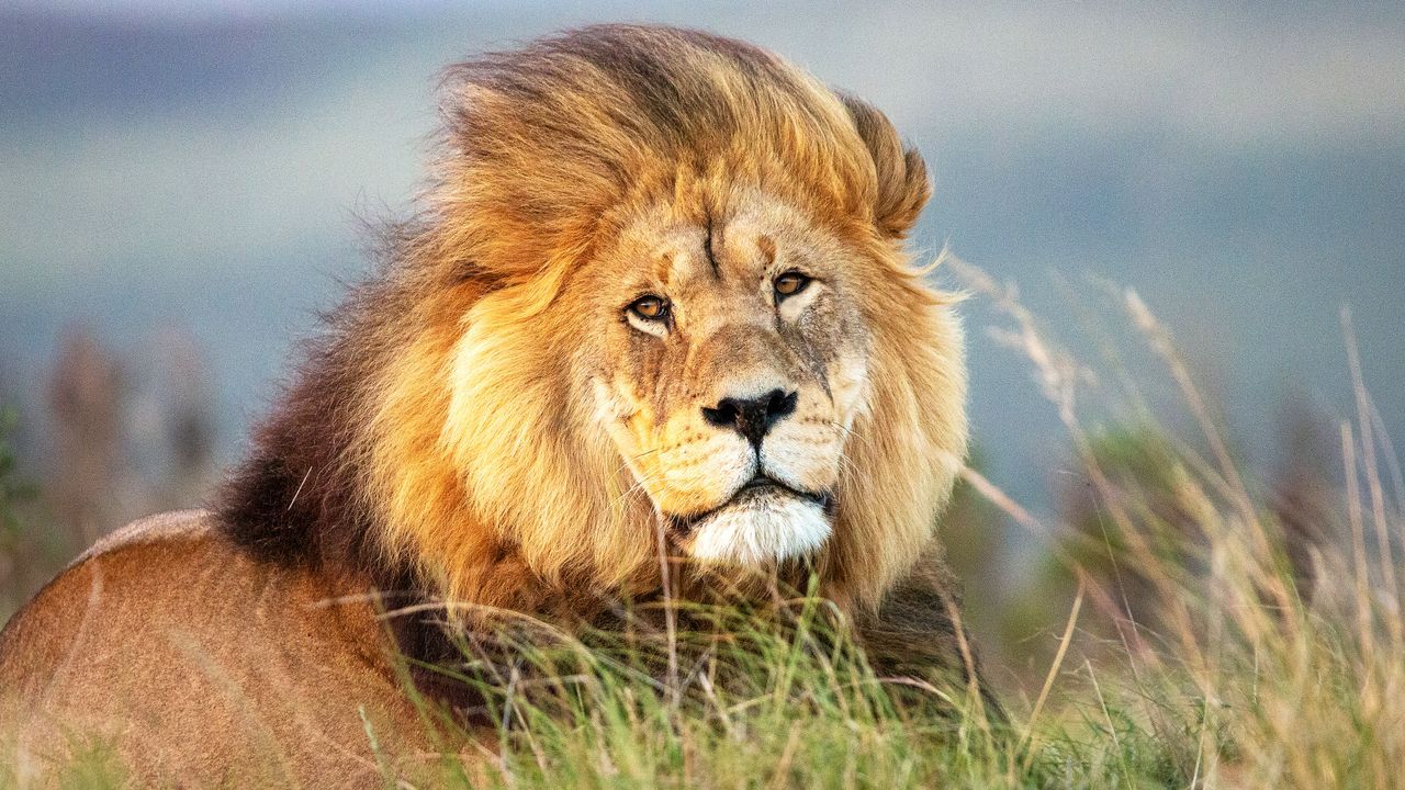 1280x720 A Lion's Lie Down
