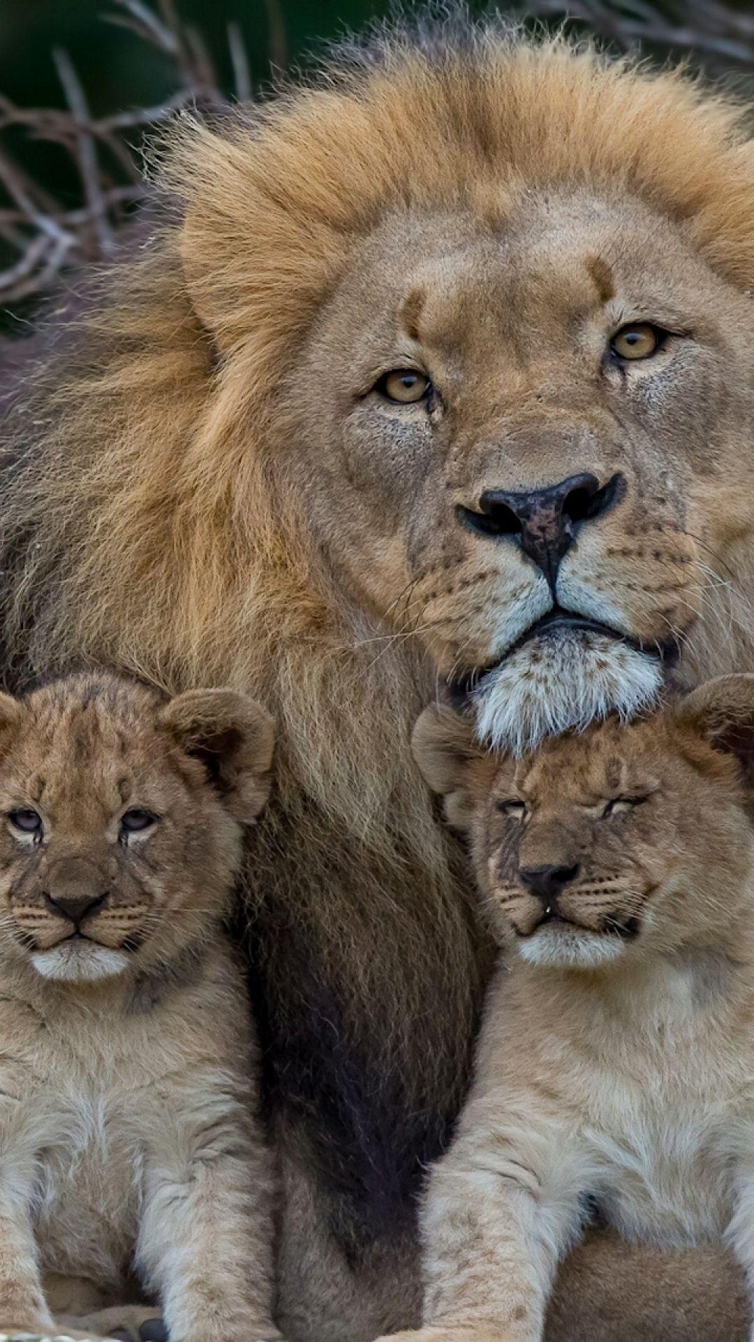 1080x1920 Download Wallpaper 1080x1920 lion, lioness, young, family