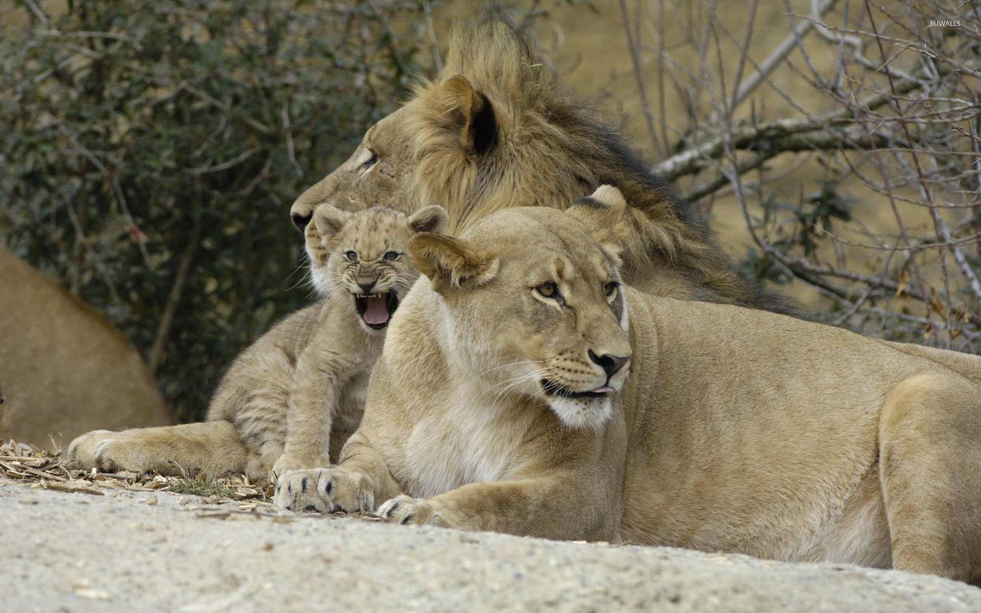 1920x1200 Lion family wallpaper wallpaper