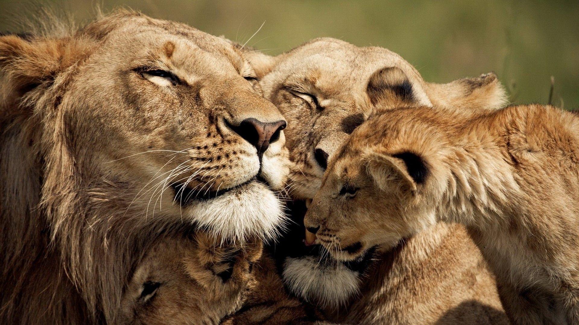 Lion Family Wallpapers - Top Free Lion Family Backgrounds - WallpaperAccess