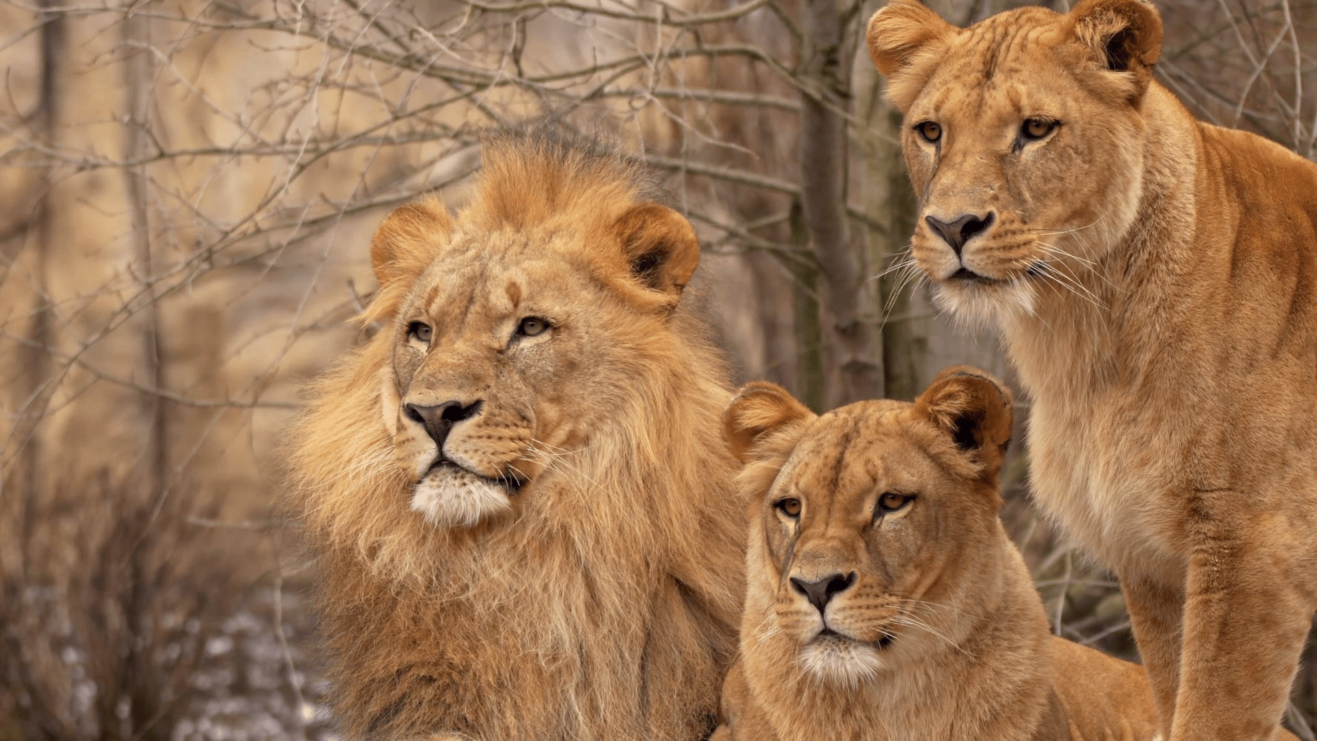 lion family with 2 cubs by Bert Hooijer on canvas poster wallpaper and  more