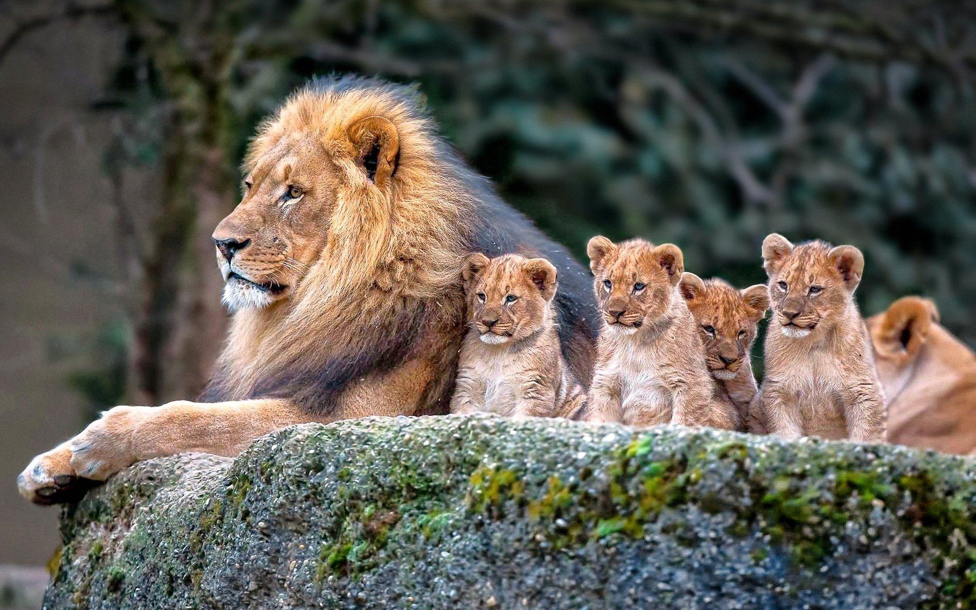 1920x1200 Wallpaper Id - Family Wallpaper