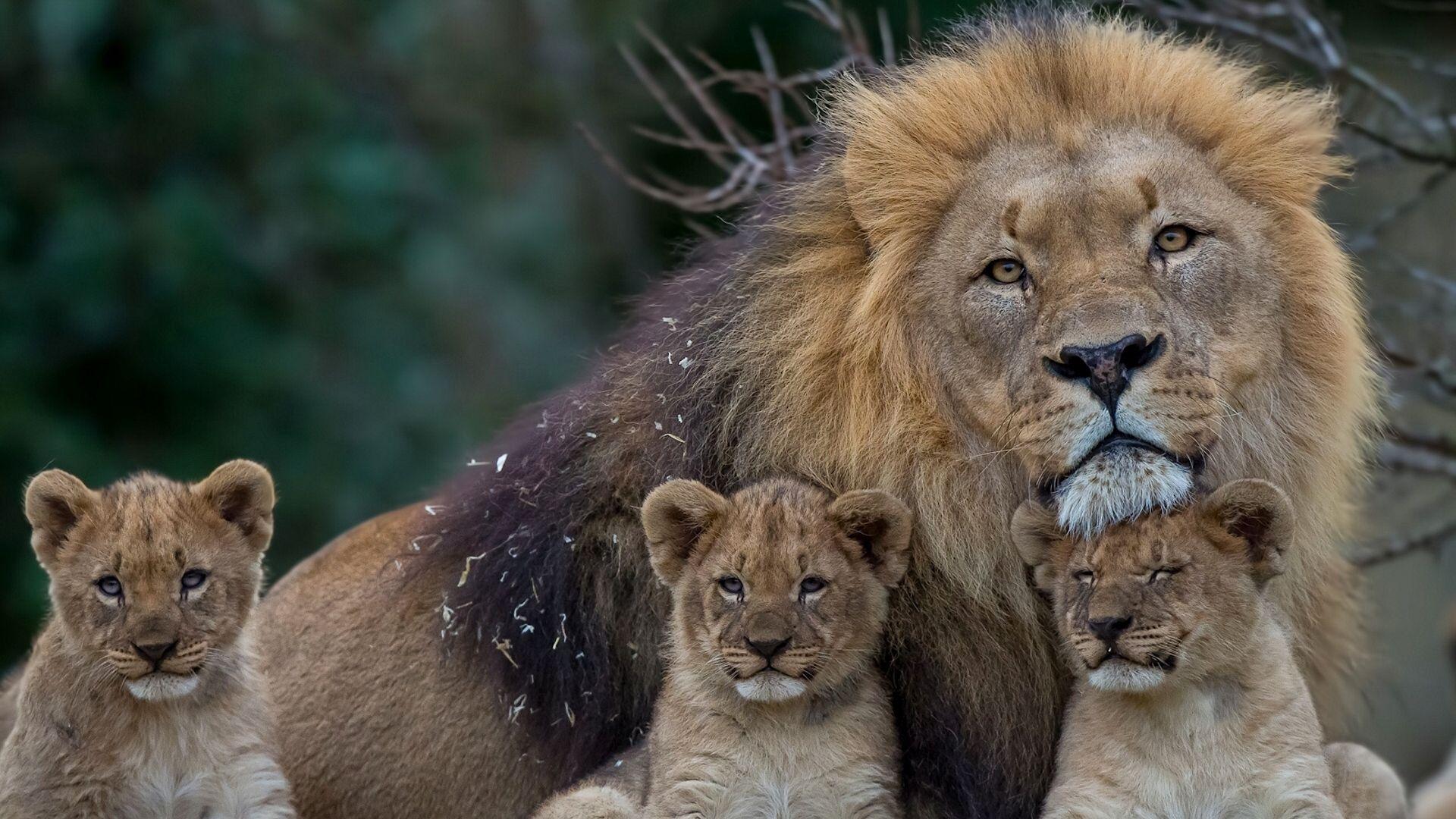 850 lion family image  Rare Gallery HD Wallpapers