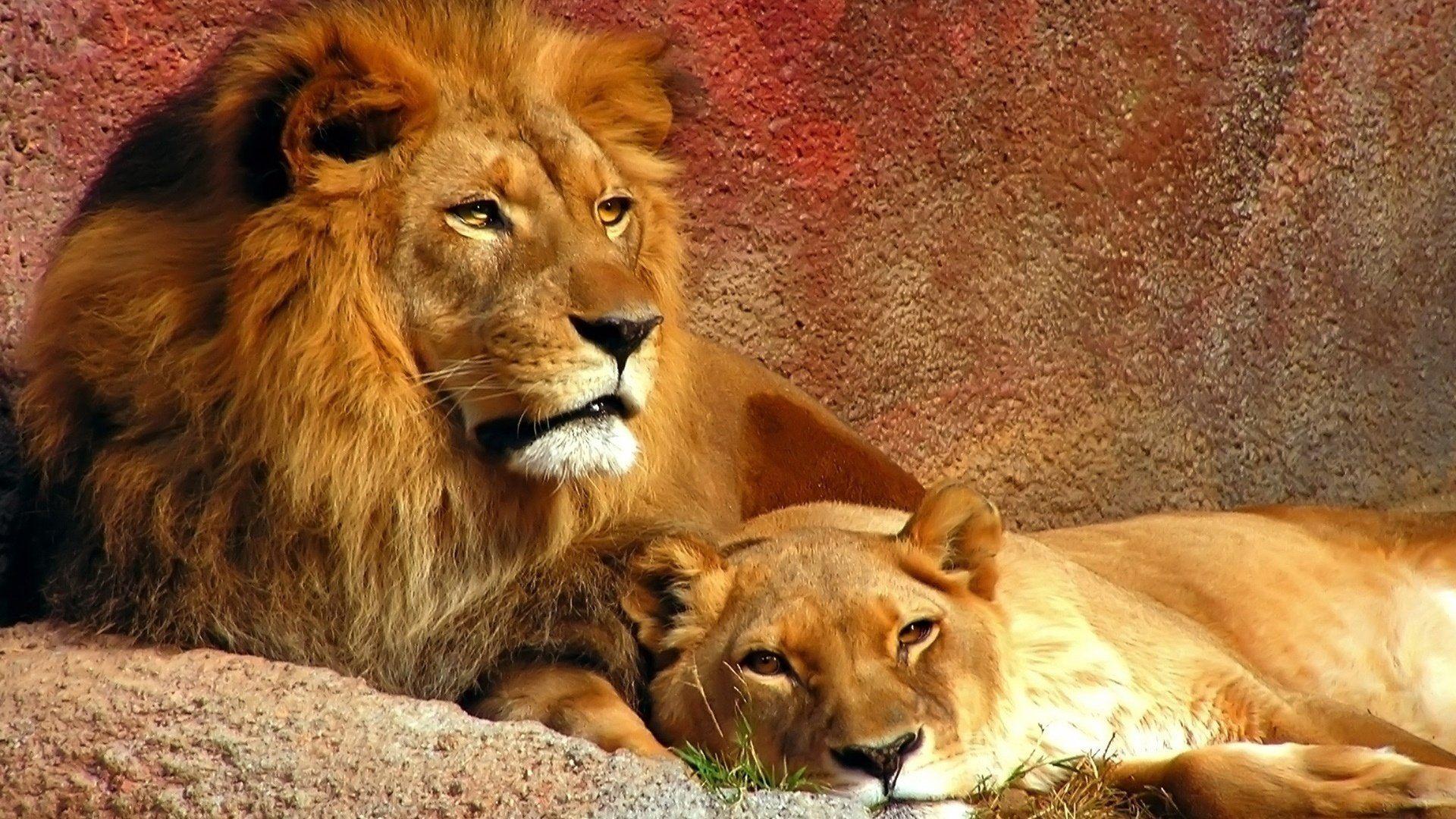 1920x1080 Lion Family Background Wallpaper 19414