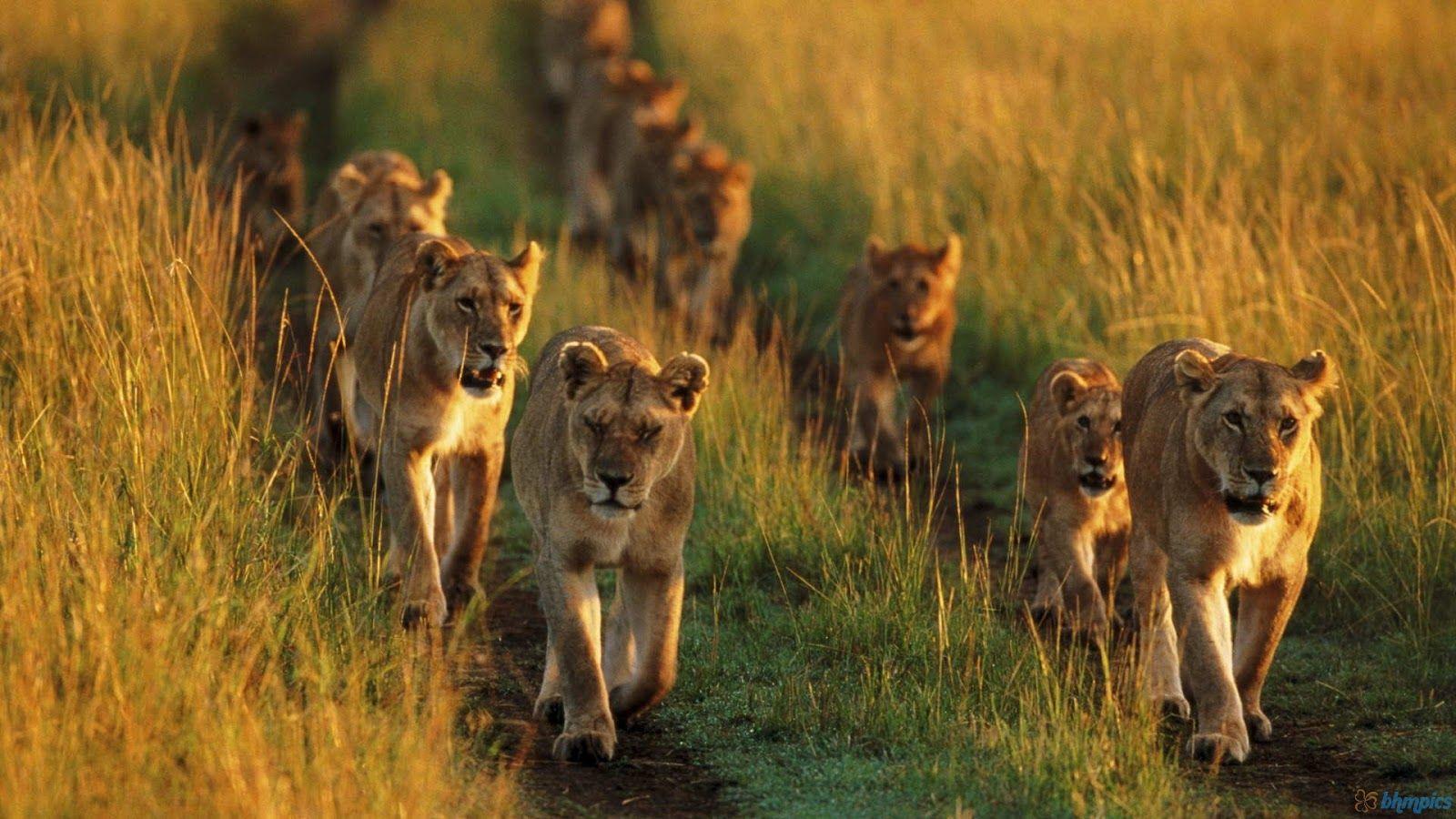 1600x900 Free Best Picture: Lion Family Running In Lions Wallpaper