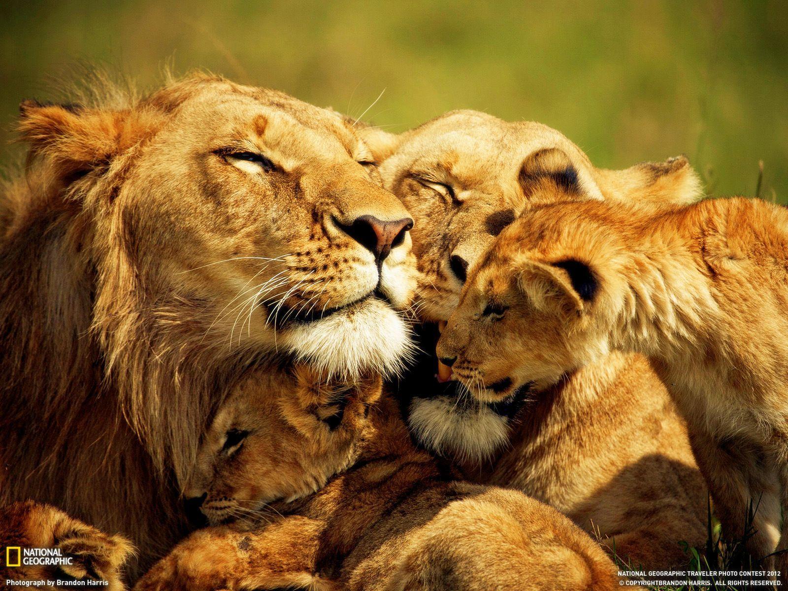 Lion Family Wallpapers - Top Free Lion Family Backgrounds - WallpaperAccess