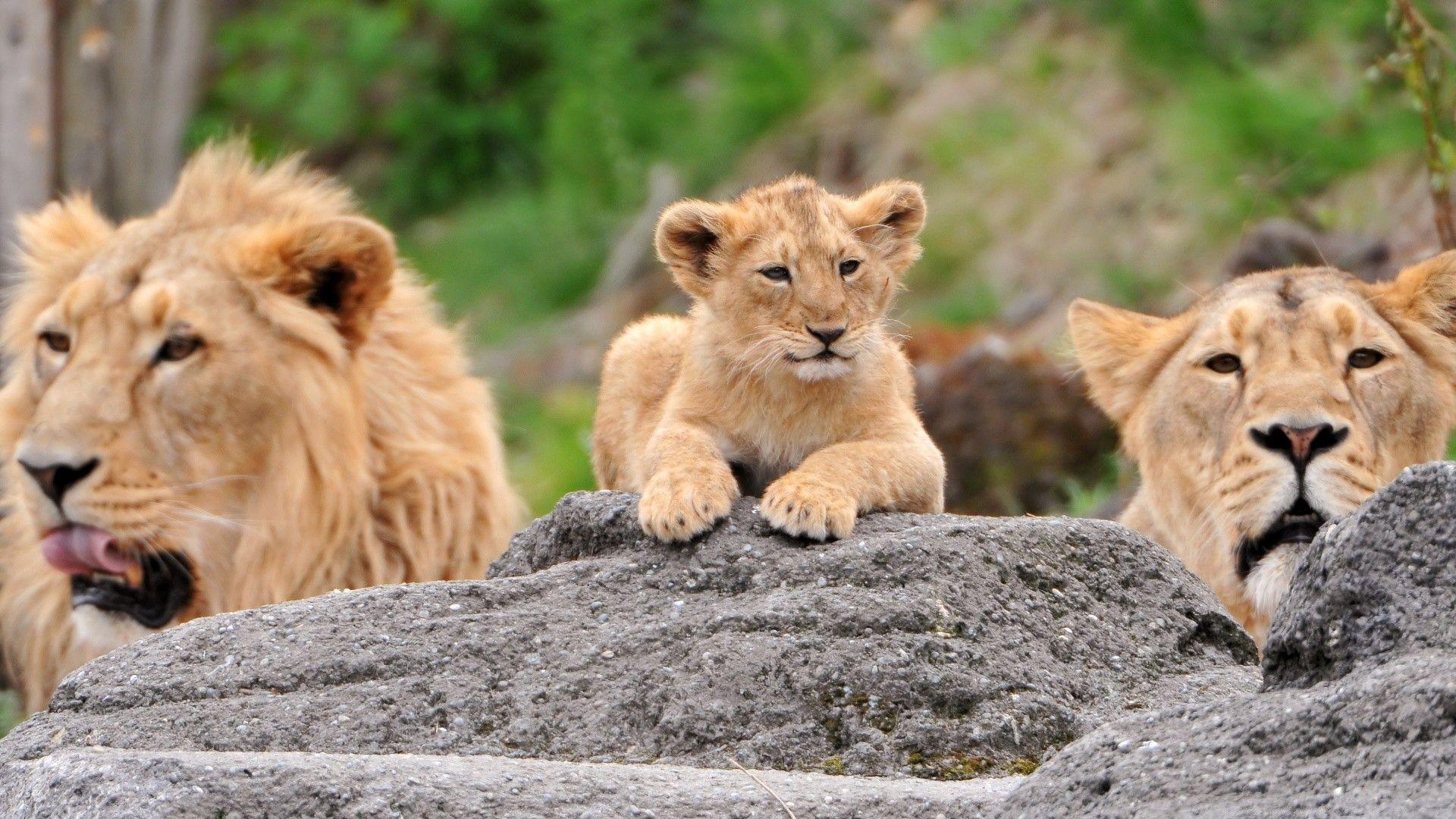 1920x1080 Lions Family