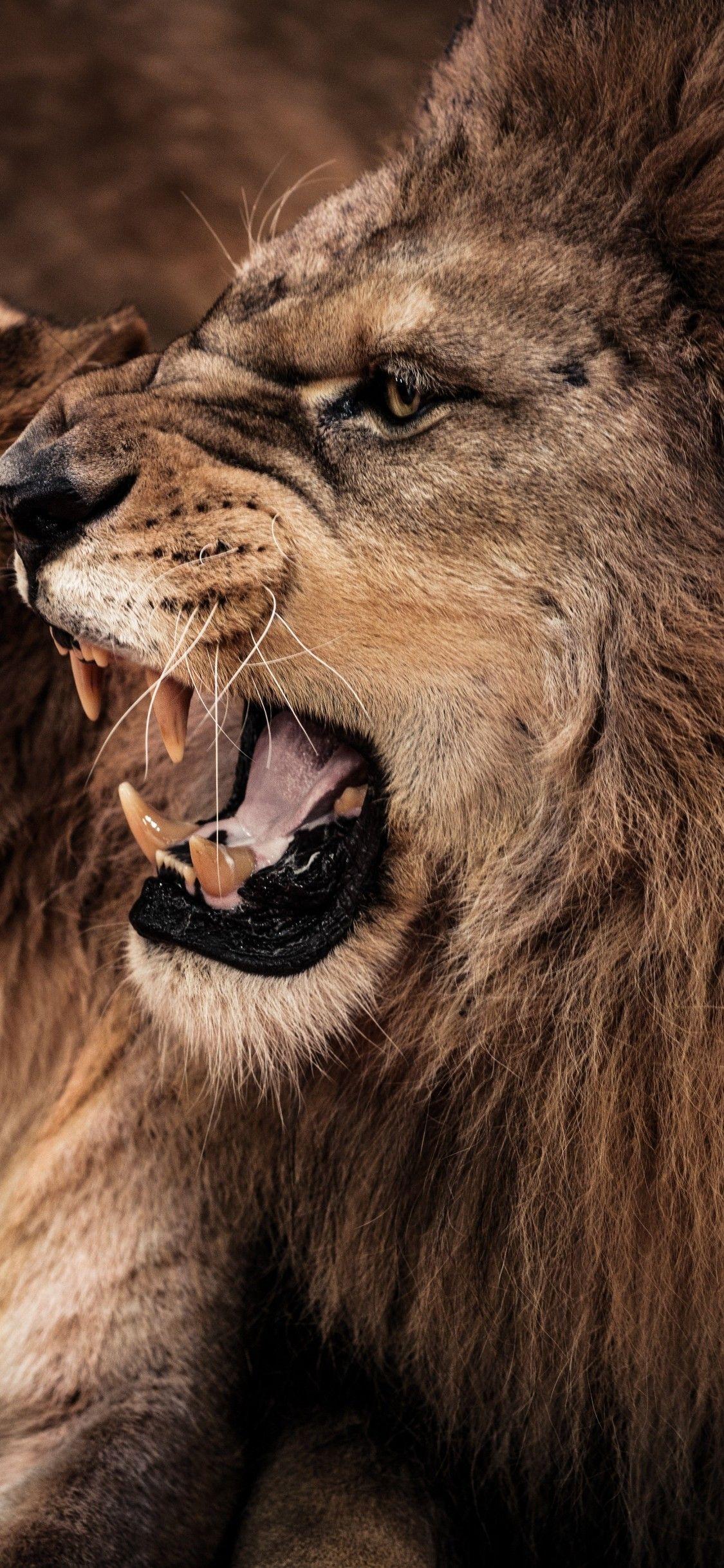 1125x2436 Download 1125x2436 Lion Family, Wild, Predator Wallpaper