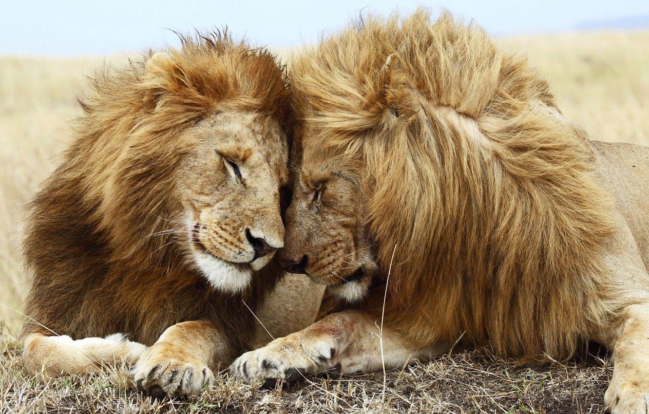 1332x850 Wallpaper friendship, cute, Lions, family, partners, companionship