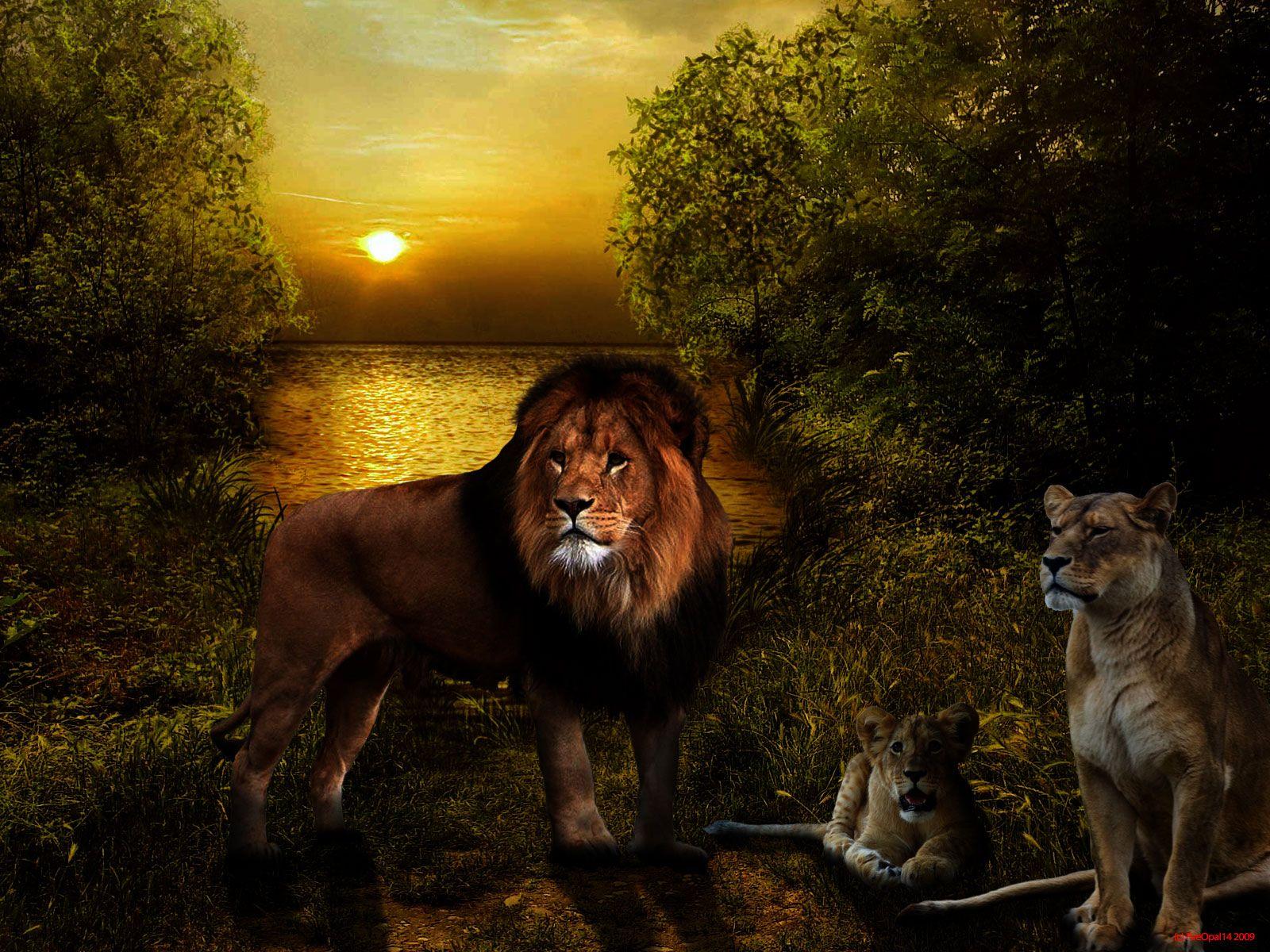 1600x1200 Family of lions, wallpaper bank, OU:75