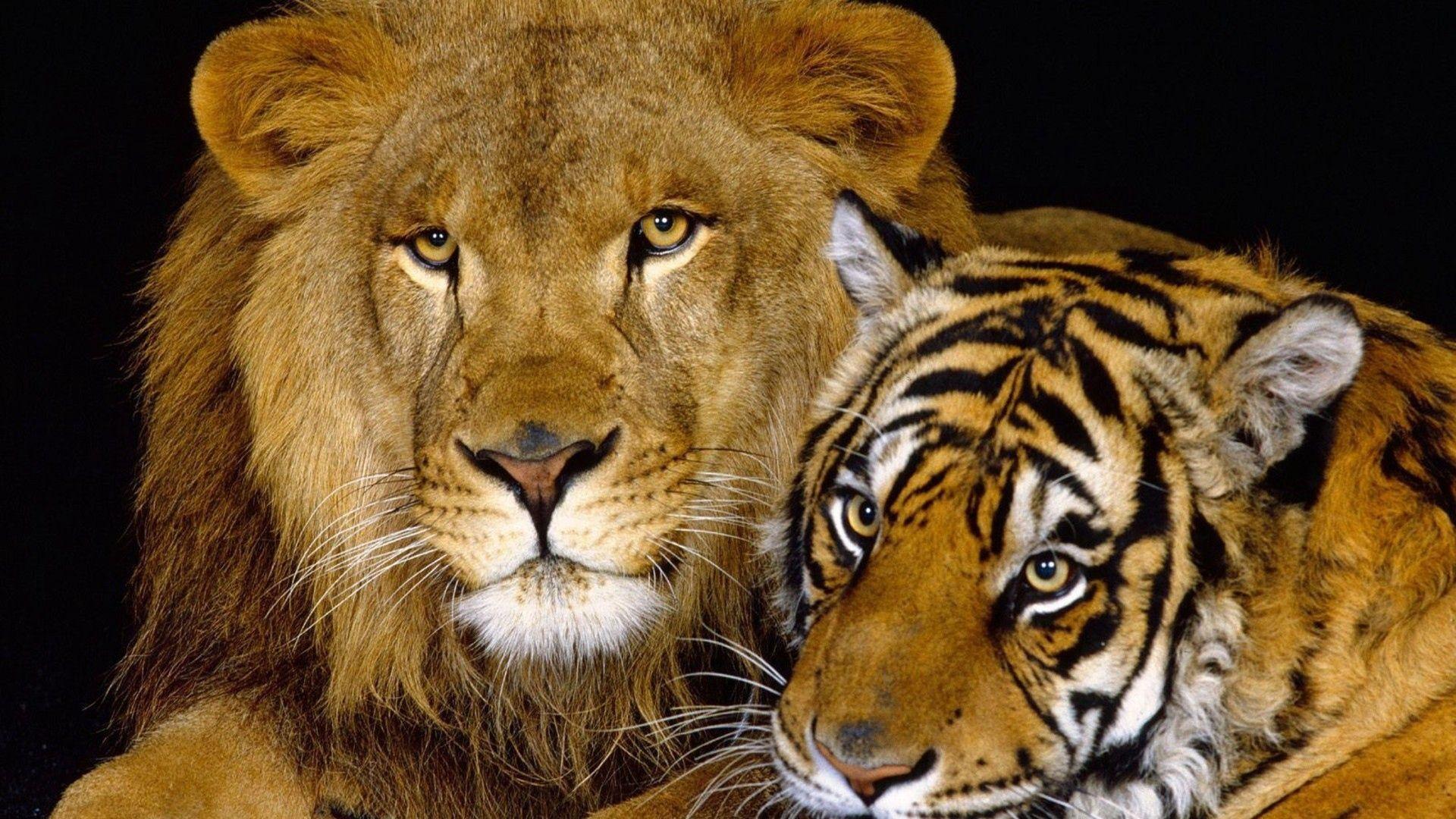 1920x1080 Download wallpaper 1920x1080 tiger, lion, cat family, big cats