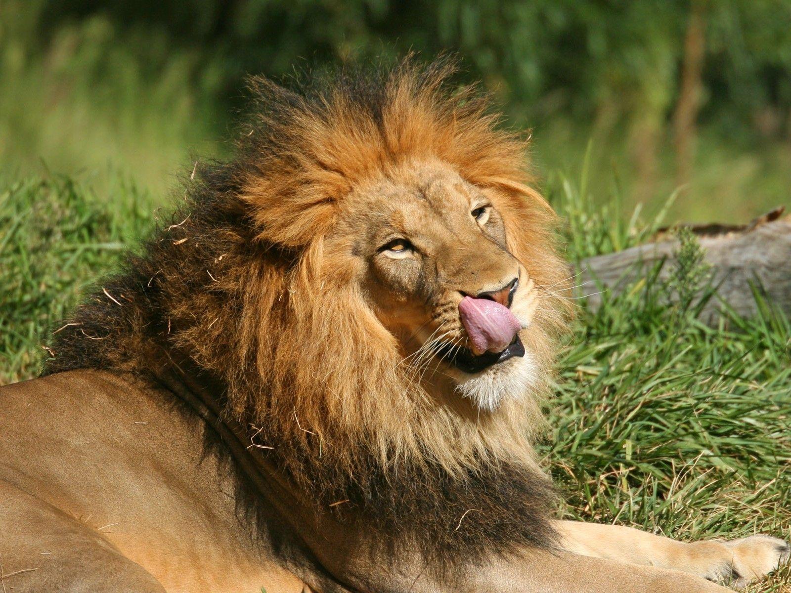 1600x1200 Download free Lion Wallpaper. Amazing collection of full screen
