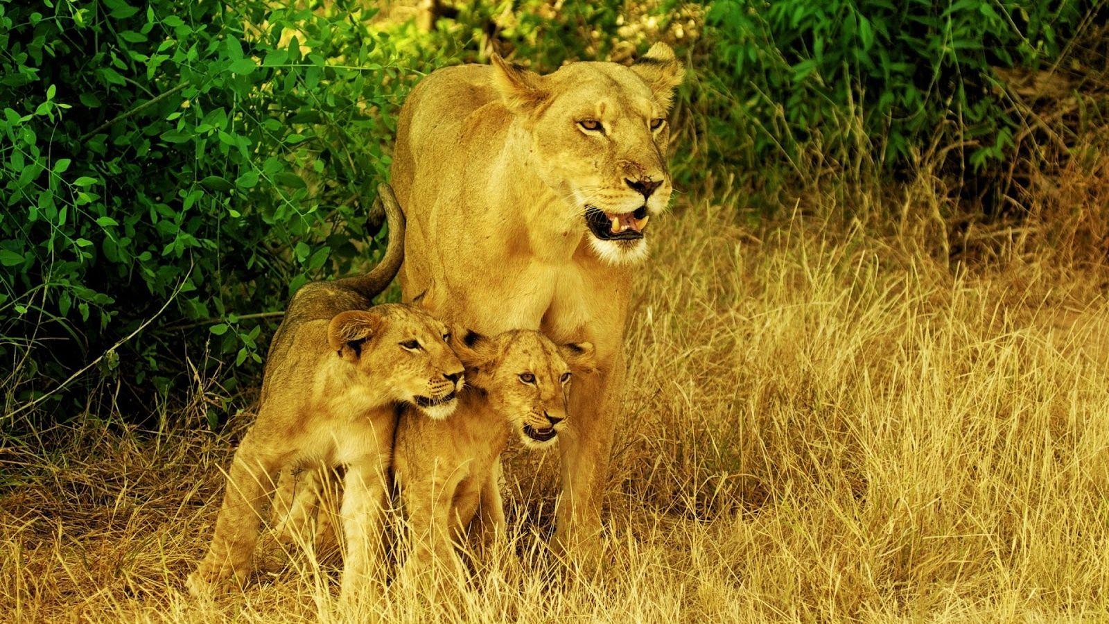 1600x900 Free download Africas Lions Family Full HD Desktop Wallpaper