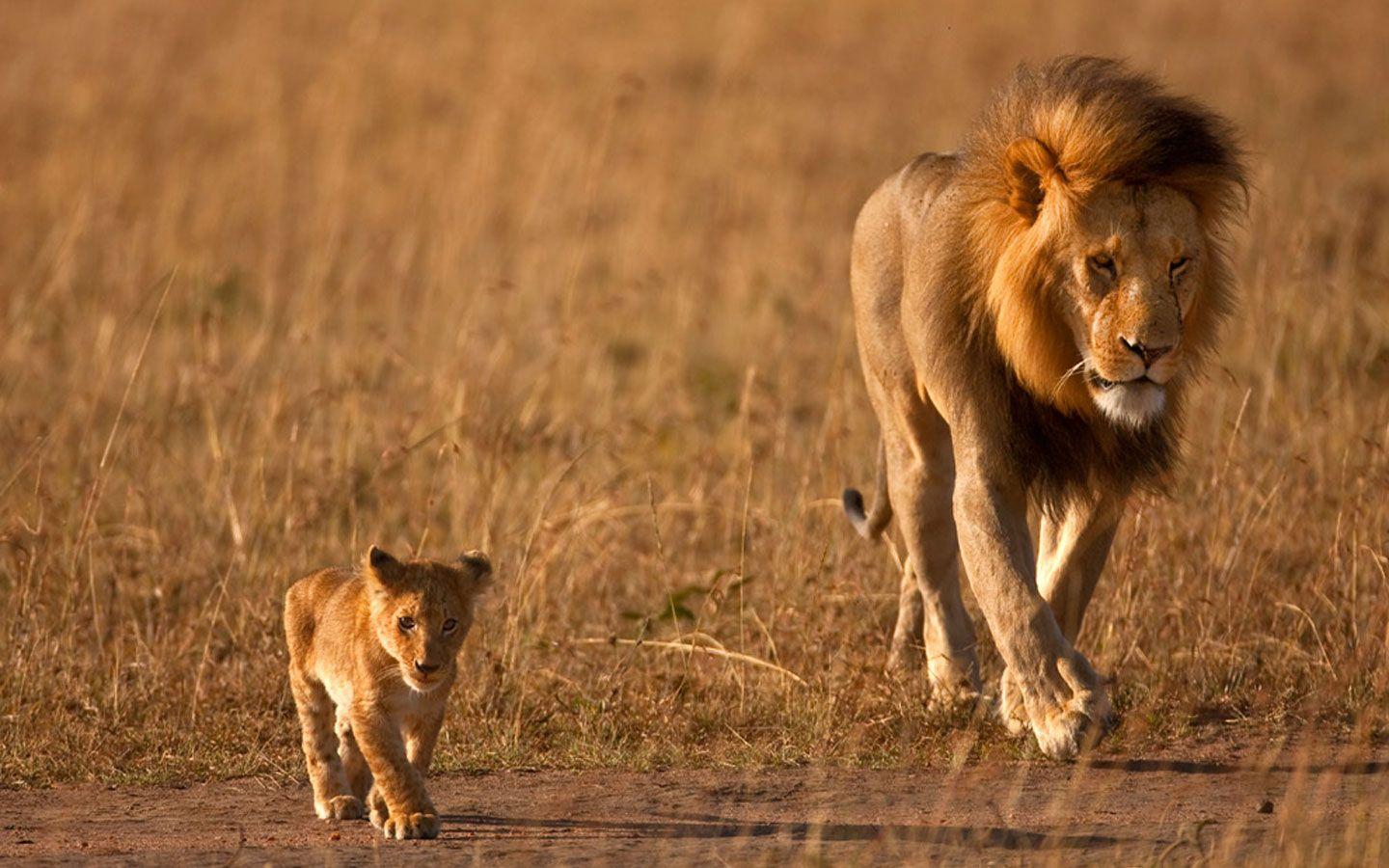 1440x900 Lion Photography Background. Lion King