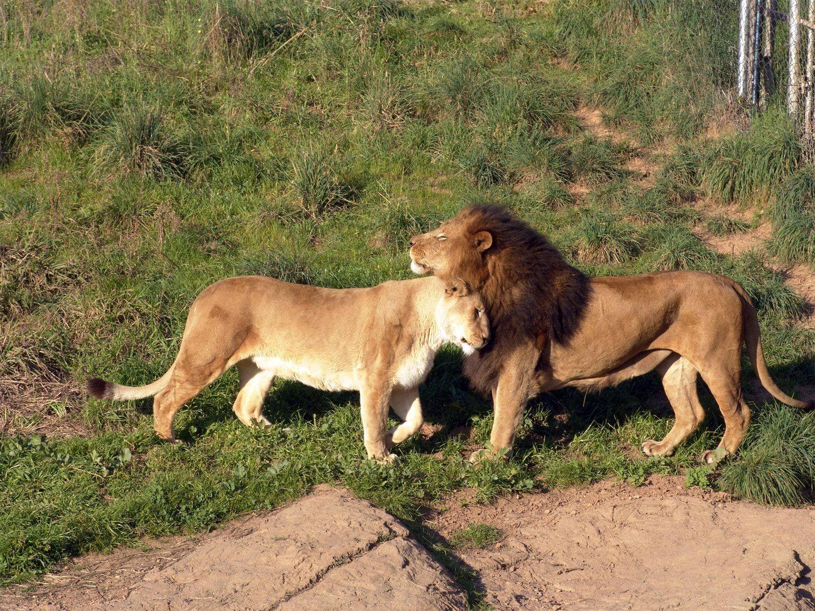 1600x1200 Lion Family Wallpaper Best