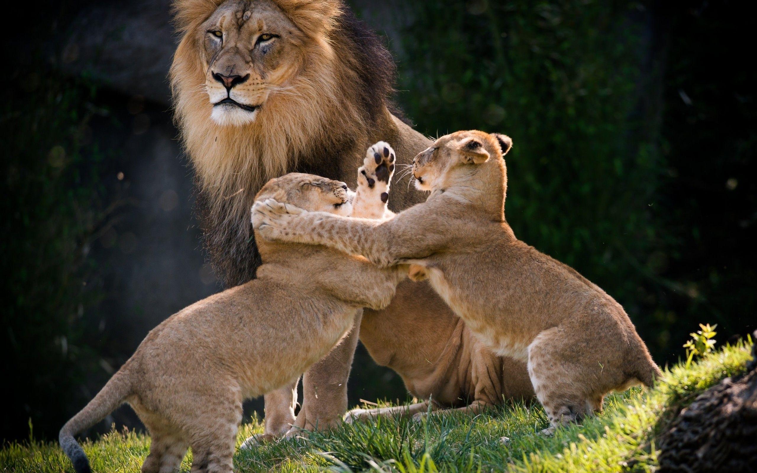 Lion Family Wallpapers - Top Free Lion Family Backgrounds - WallpaperAccess