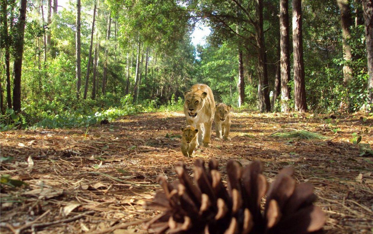 1280x804 Rare photo of lion family wallpaper. Rare photo of lion family