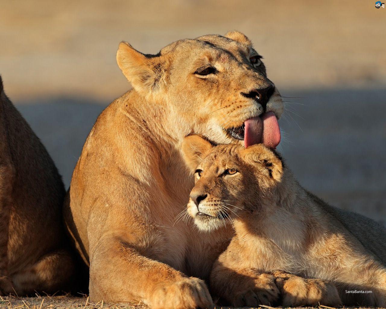 1280x1024 Lion Family