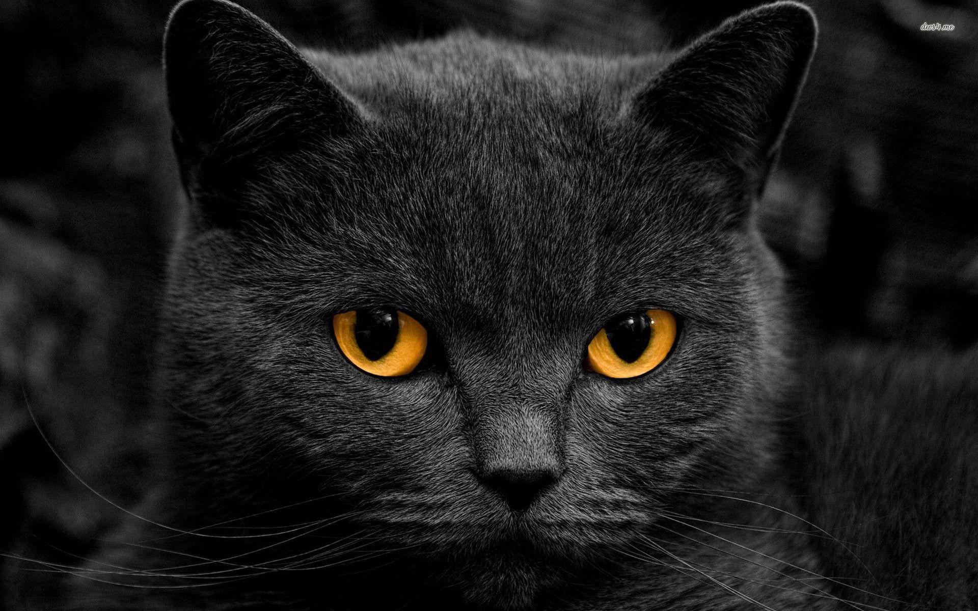 1920x1200 Warrior Cats Wallpaper Desk+.com