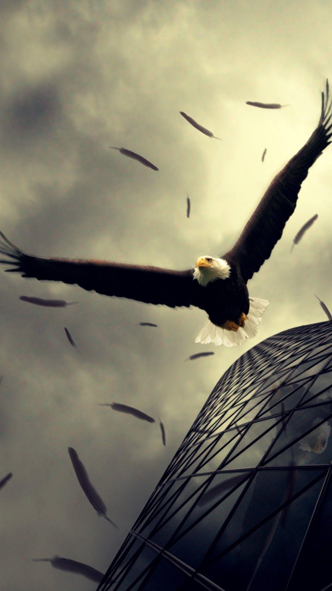Bald eagle iphone HD wallpapers  Pxfuel