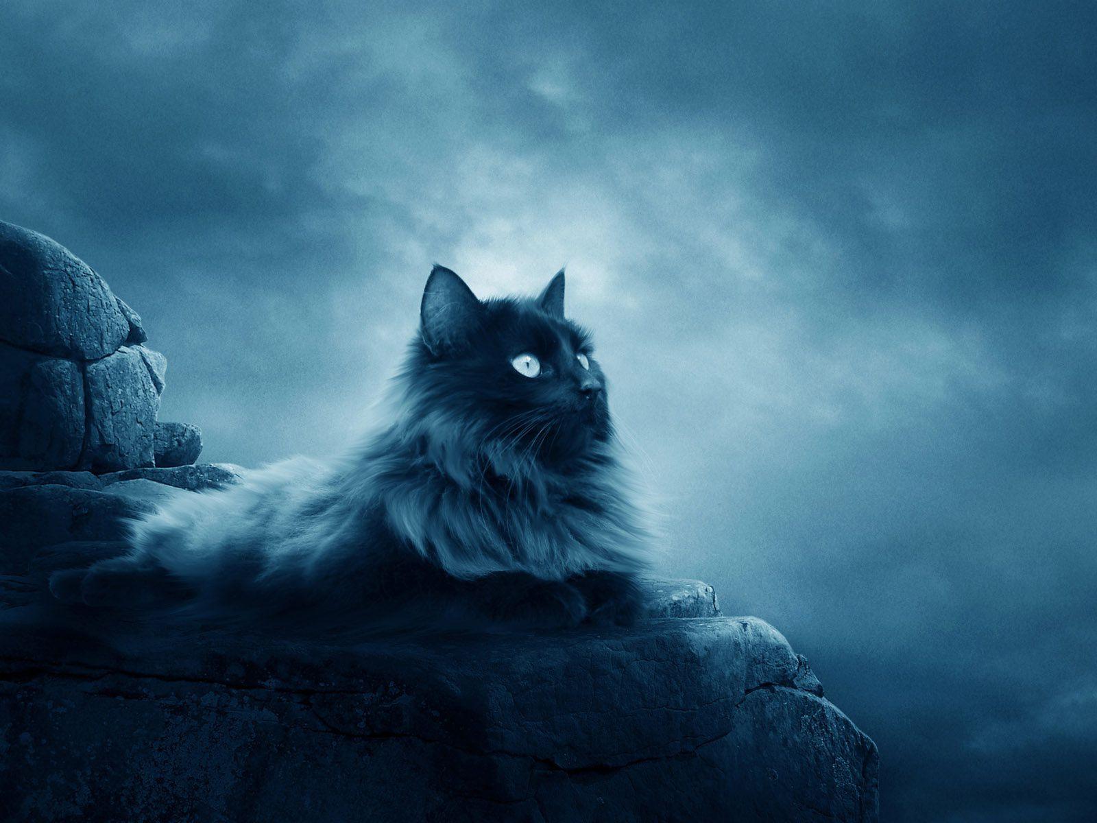 Warrior Cats Wallpapers , Top Free Warrior Cats Backgrounds