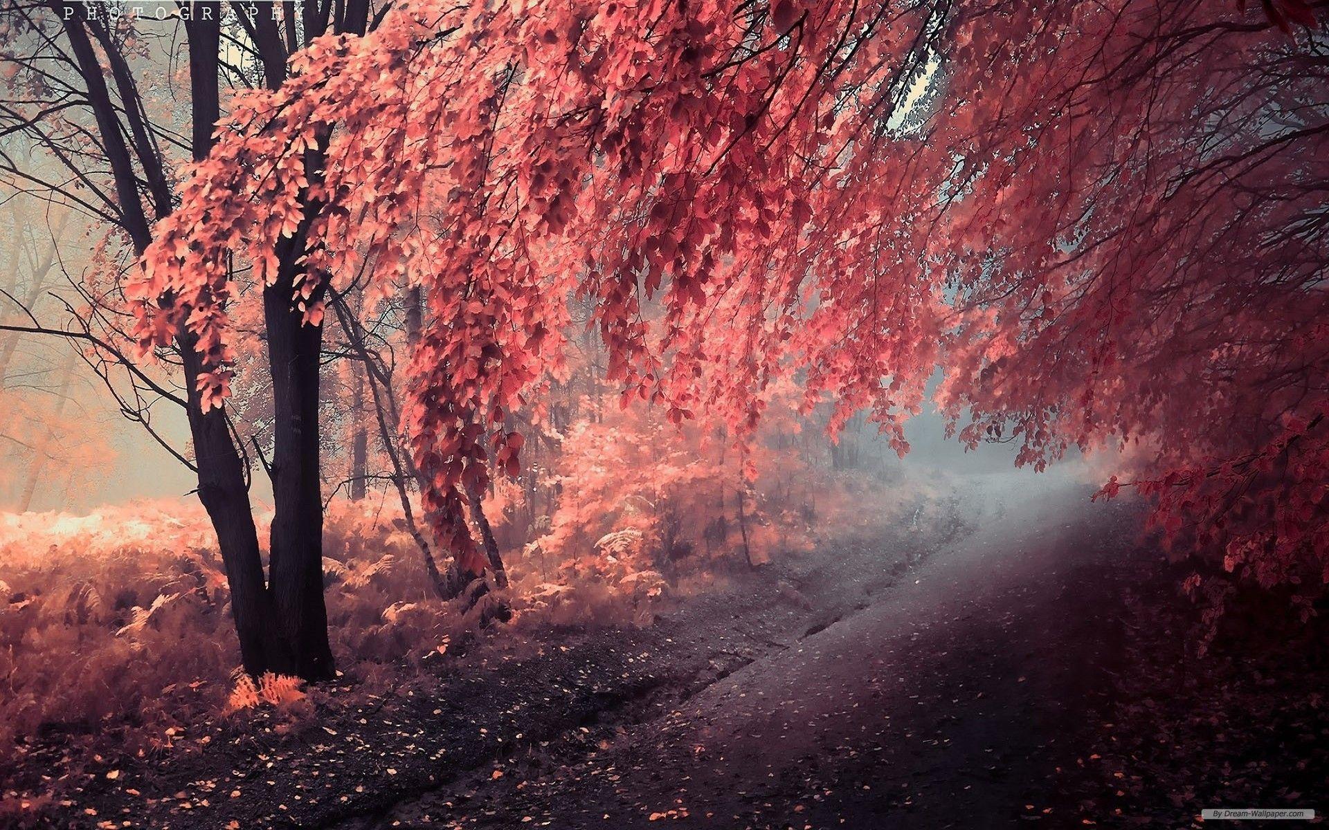 1920x1200 Forest: Fantasy Fall Forest Autumn Leaves Wallpaper For Android