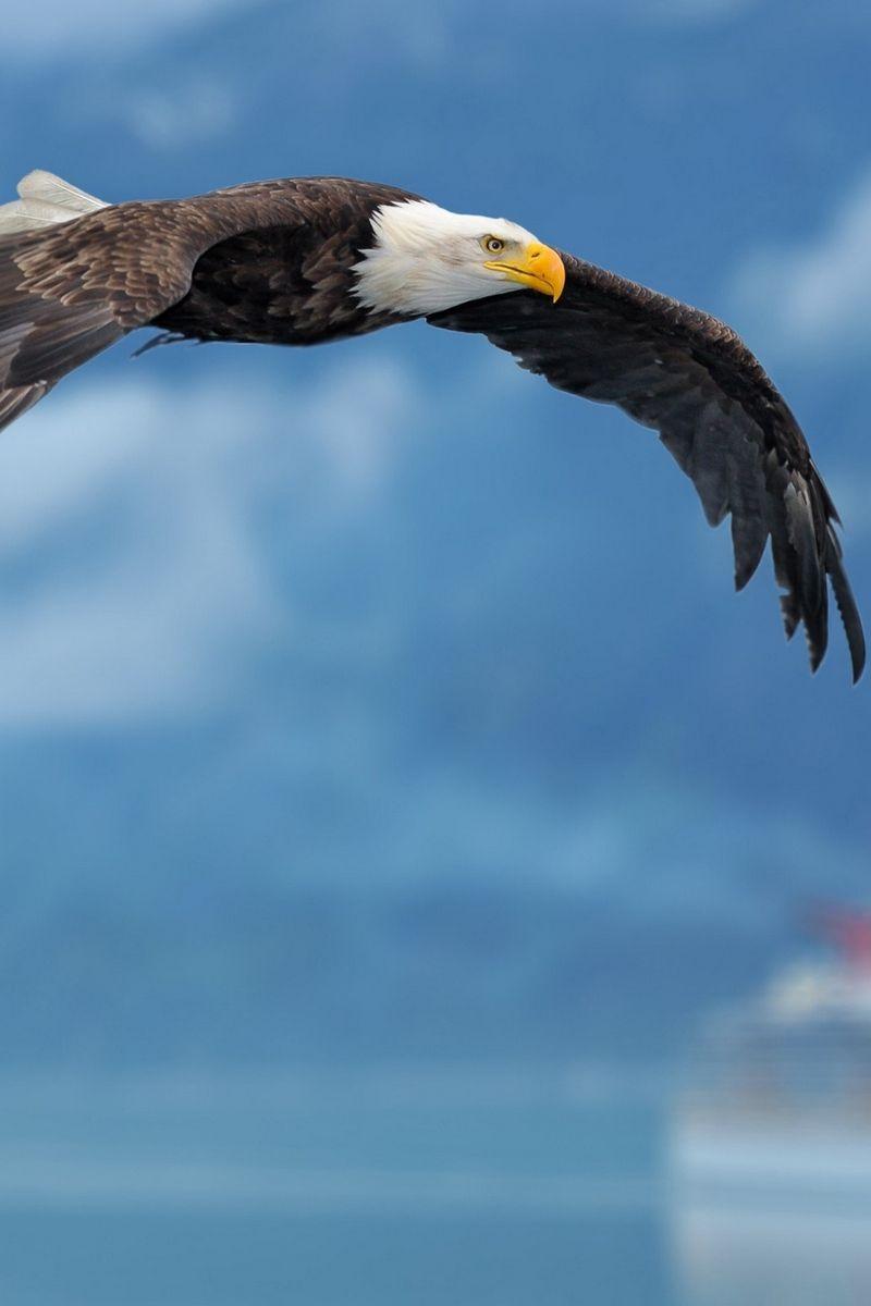 Eagle iPhone Wallpapers Top Free Eagle iPhone Backgrounds WallpaperAccess