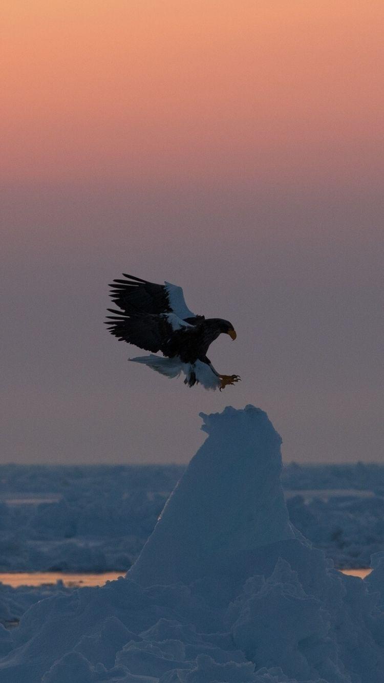 750x1334 Animal Eagle (750x1334) Wallpaper