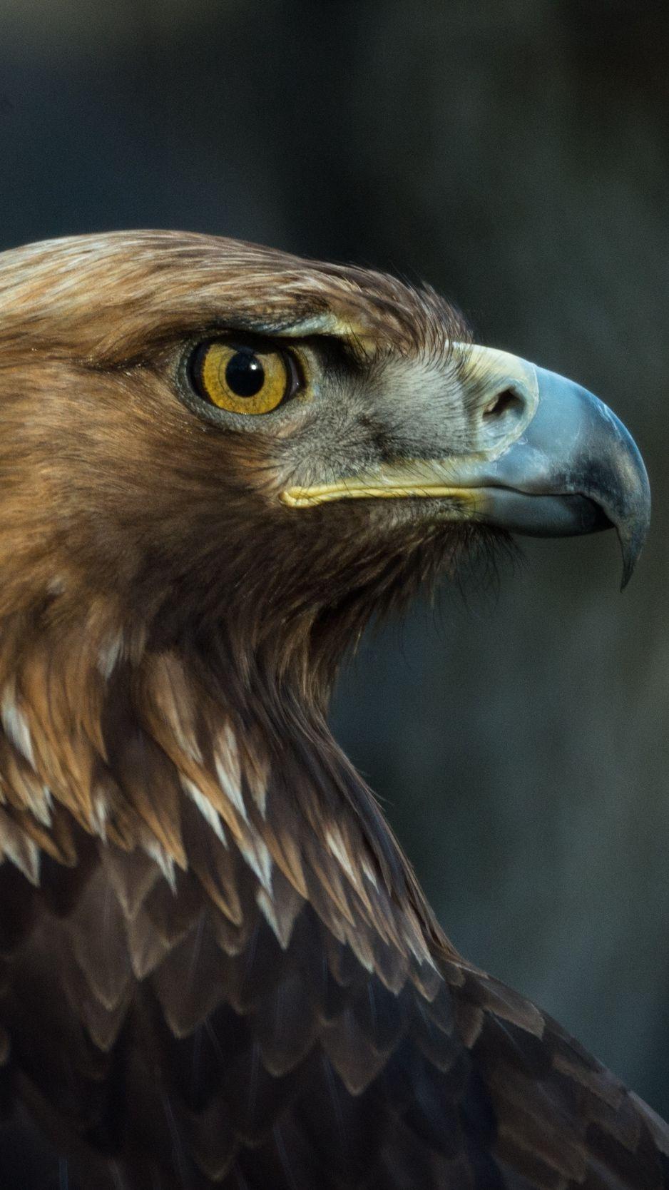 938x1668 Download wallpaper 938x1668 eagle, bird, beak, predator, look