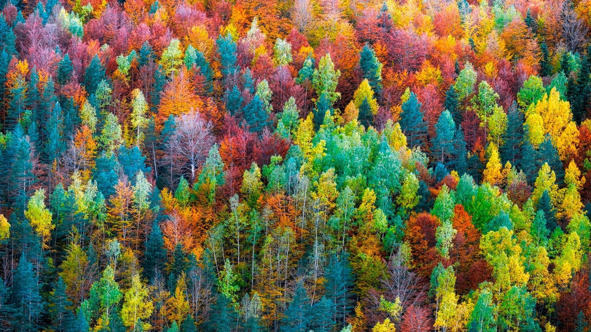 1920x1080 Colorful Fall Forest Wallpaper. Wallpaper Studio 10
