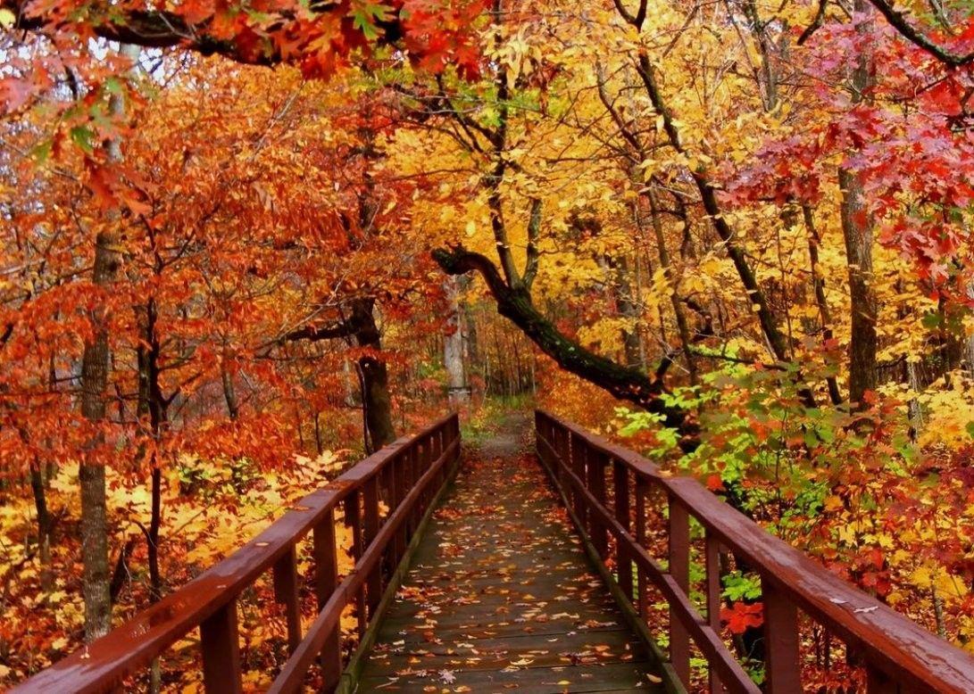 1091x778 Forests: Autumn Golden Bridge Fall Forest Wallpaper Desktop