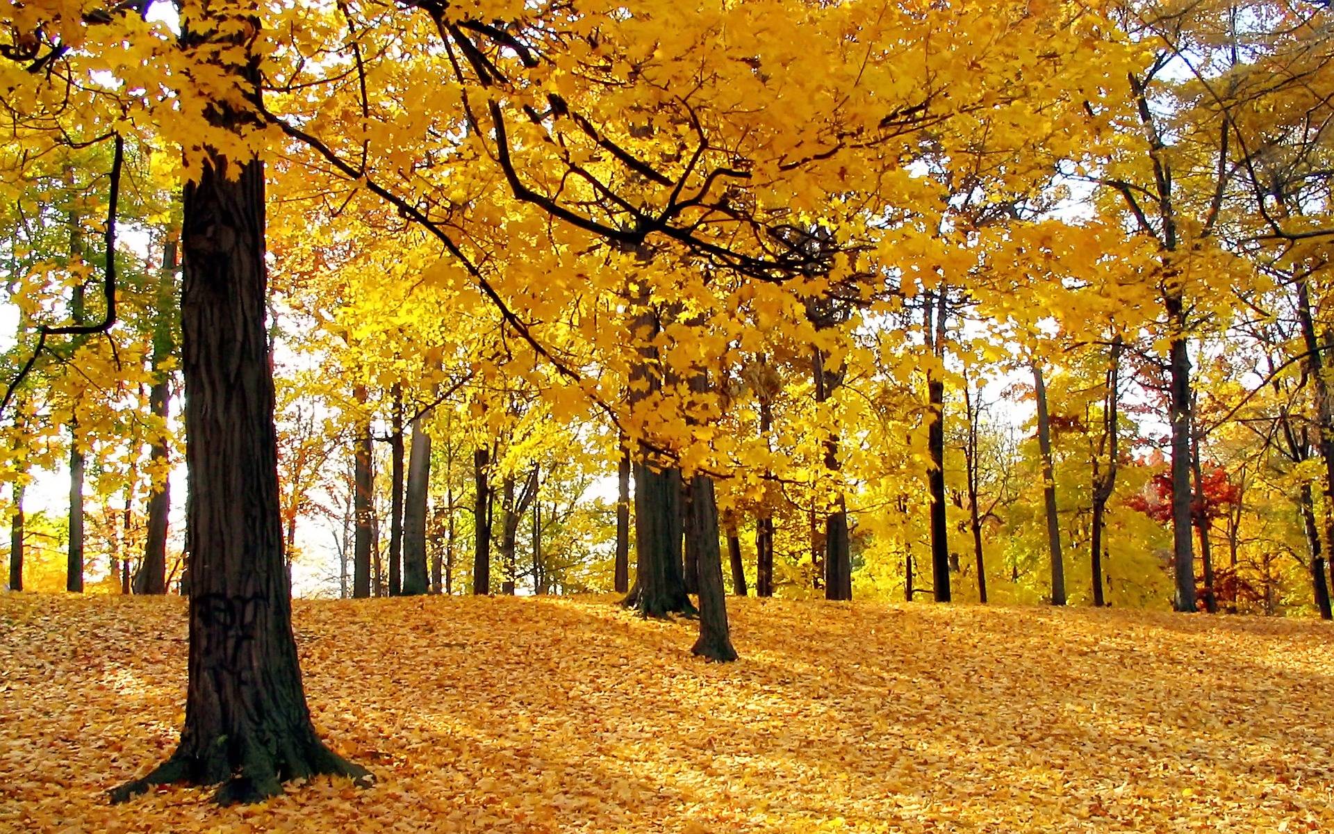 1920x1200 Nature Fall Wallpaper