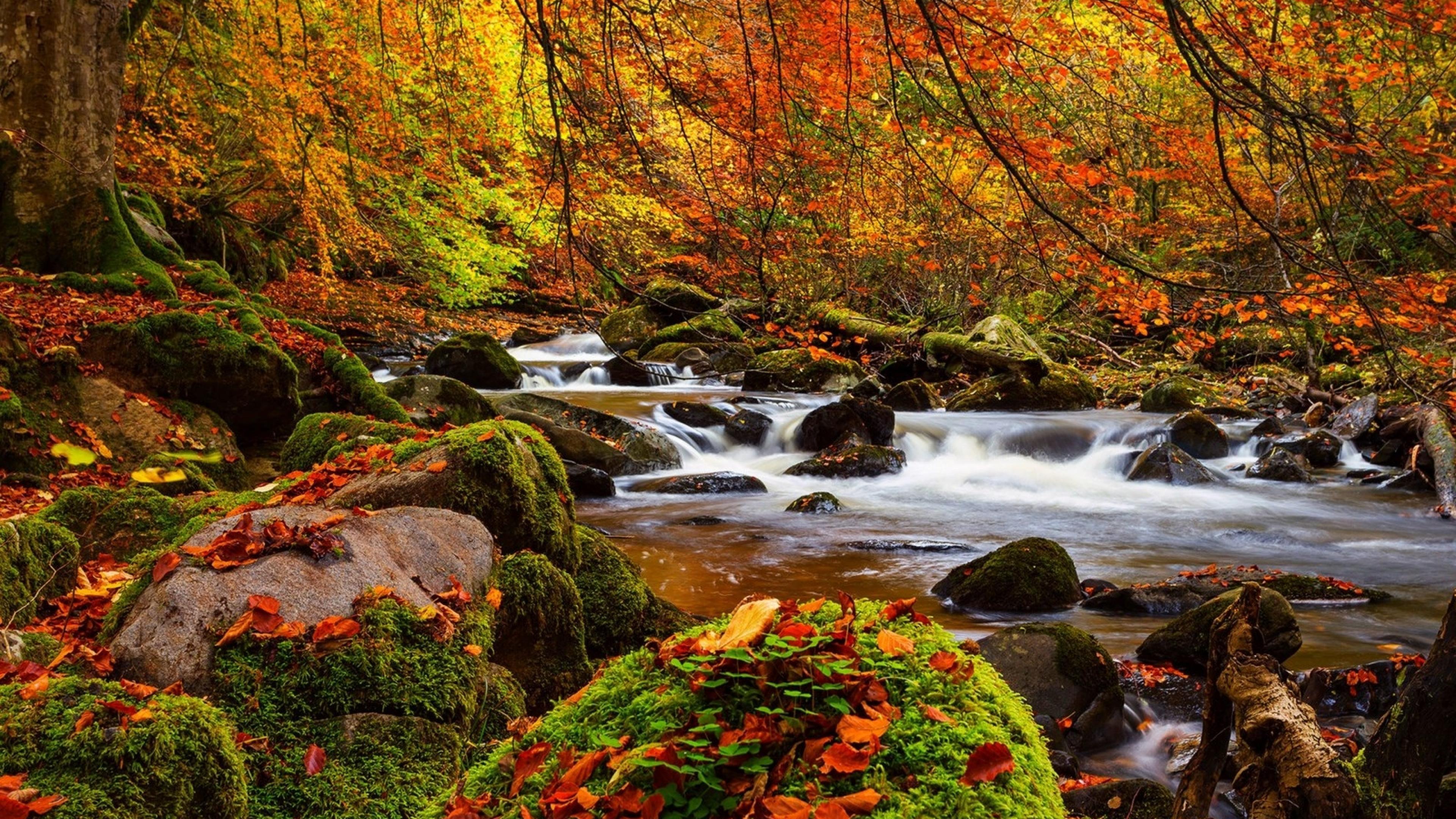Fall Forest Wallpapers Top Free Fall Forest Backgrounds WallpaperAccess Fall Forest Wallpapers Top Free Fall Forest Backgrounds WallpaperAccess