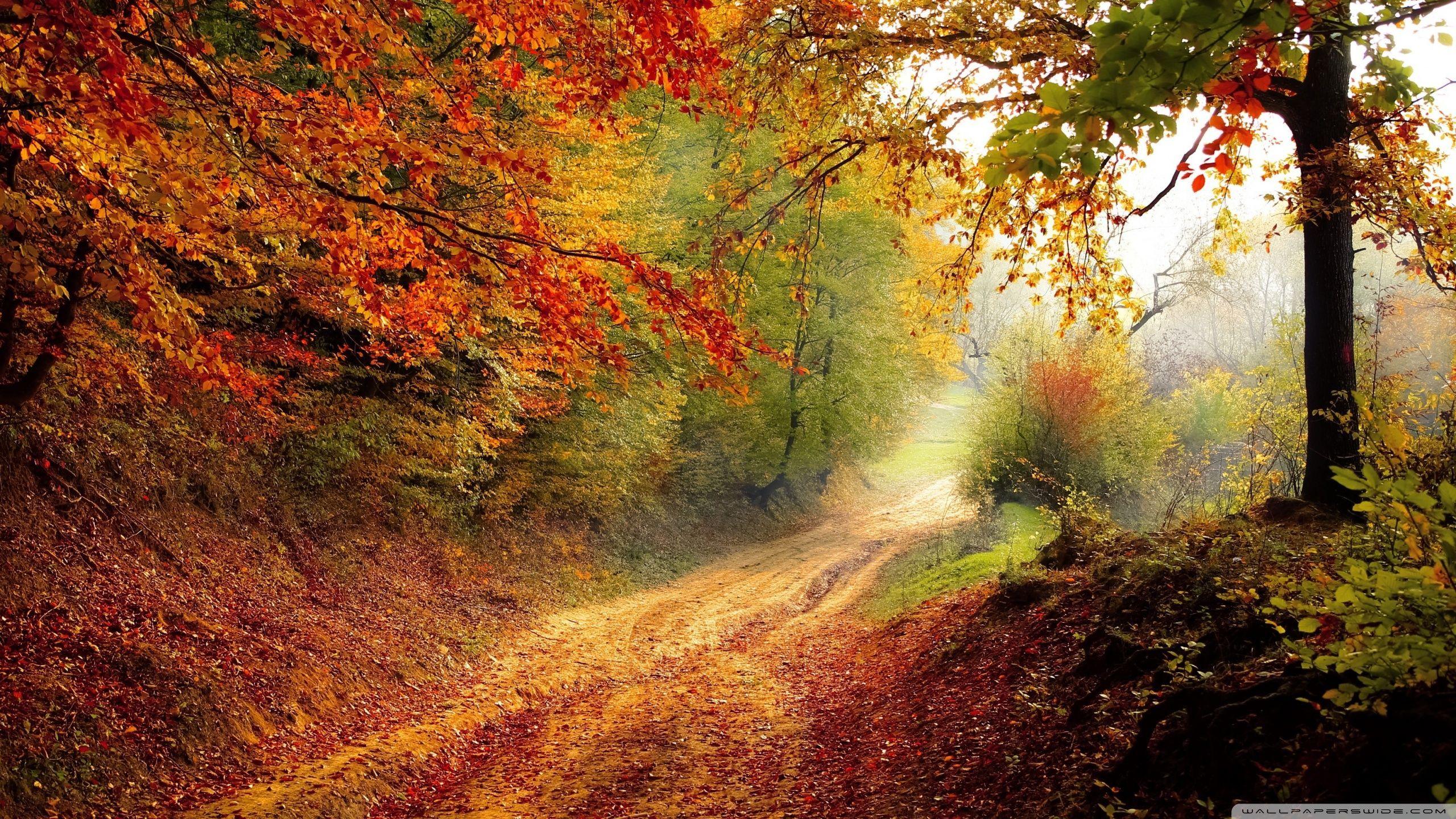 2560x1440 Autumn Tree Desktop Wallpaper THIS Wallpaper. wallpaper